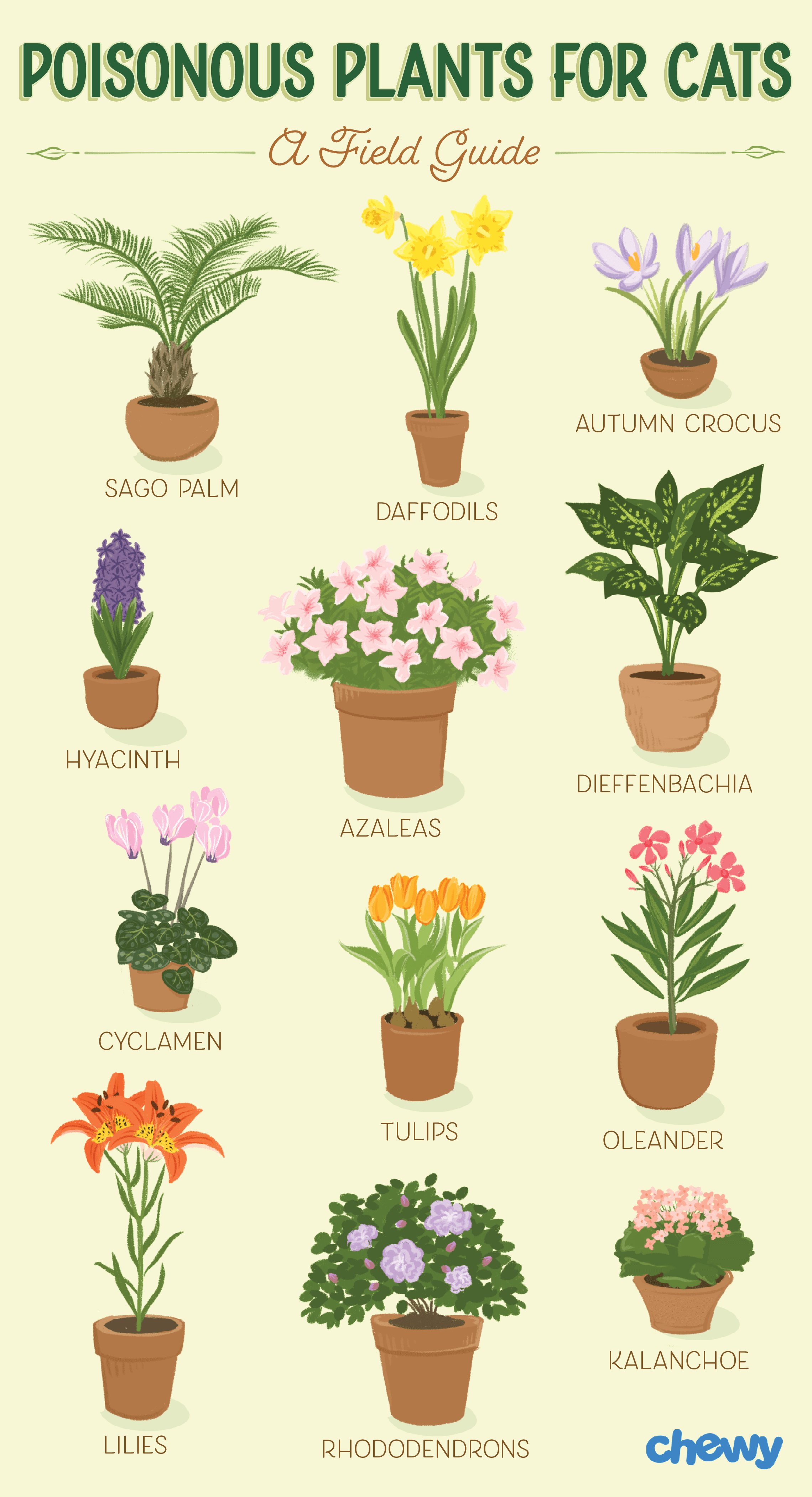 Recover Houseplants From Kid And Pet Damage