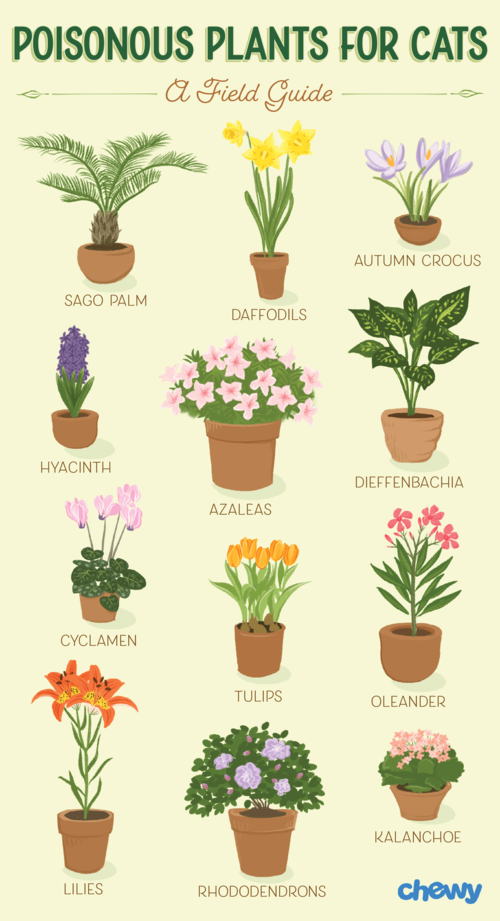 Safe Houseplants For Cat My