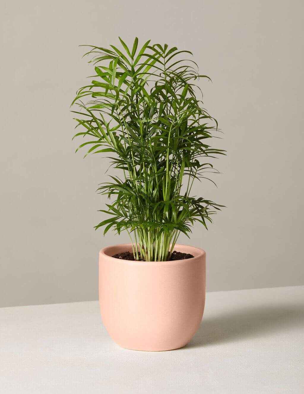 12 Low Maintenance Houseplants Safe For