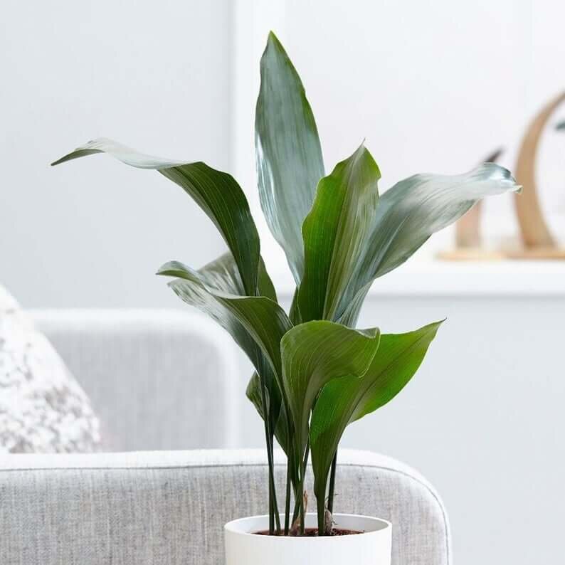 12 Indoor Plants That Clean The Air And