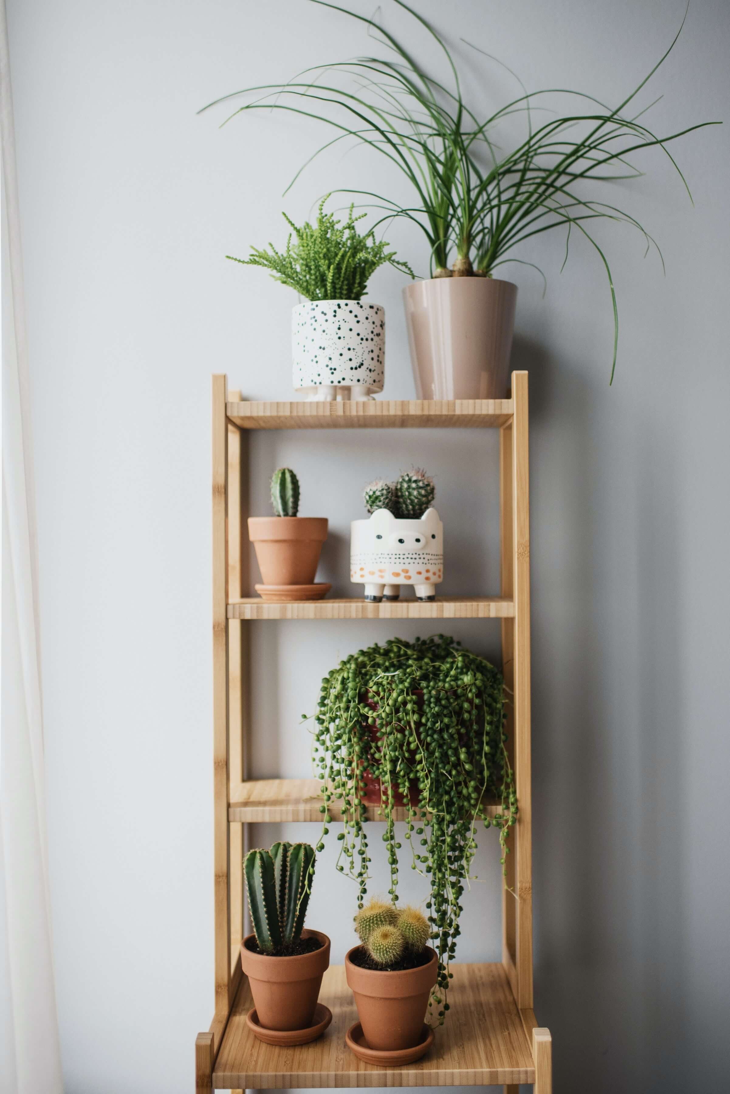 15 Low Light Indoor Plants That Are Safe For Cats And Dogs Indoor Plants That Are Safe For Cats
