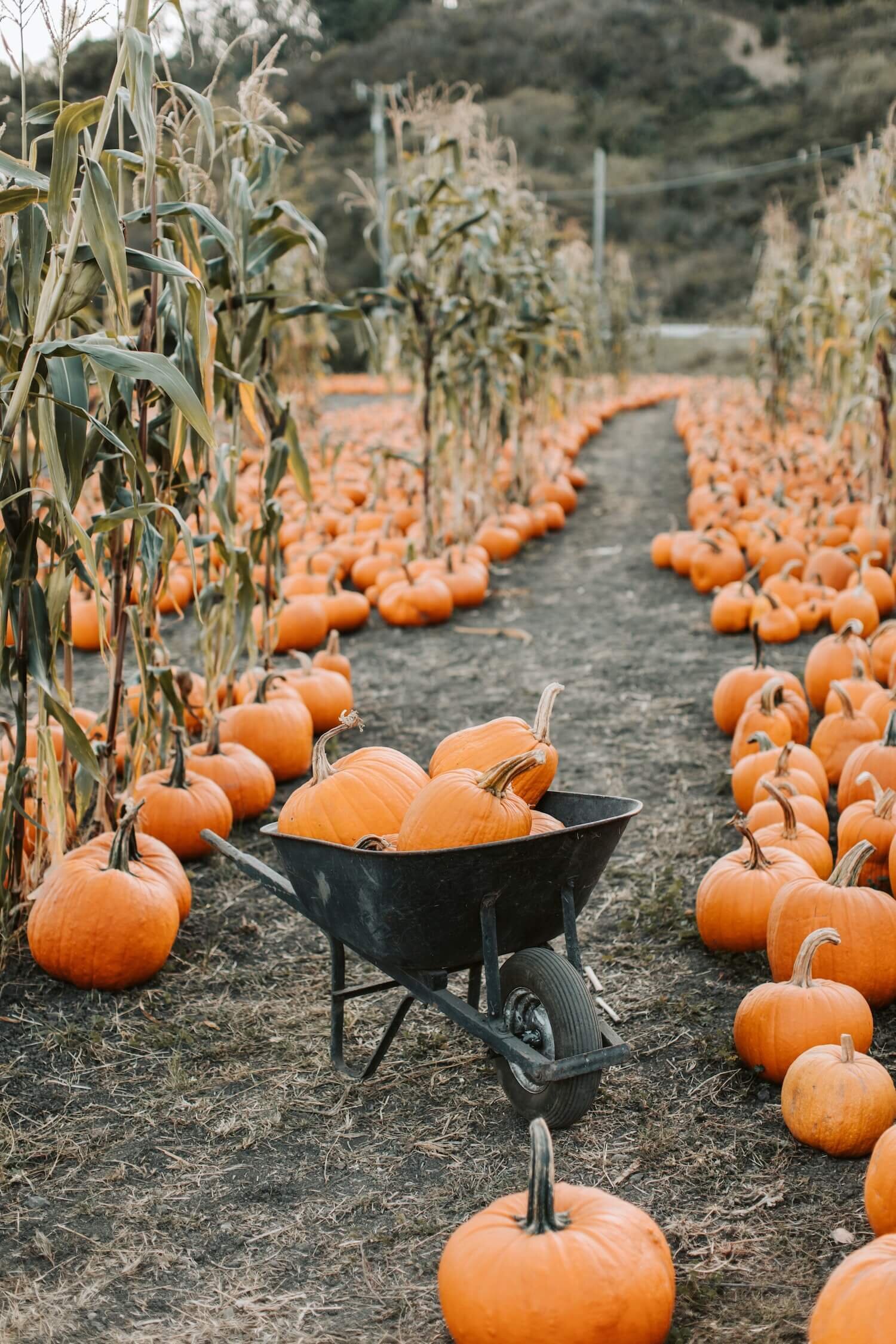 8 Fun Fall Date Ideas (That Are Nearly Free!)
