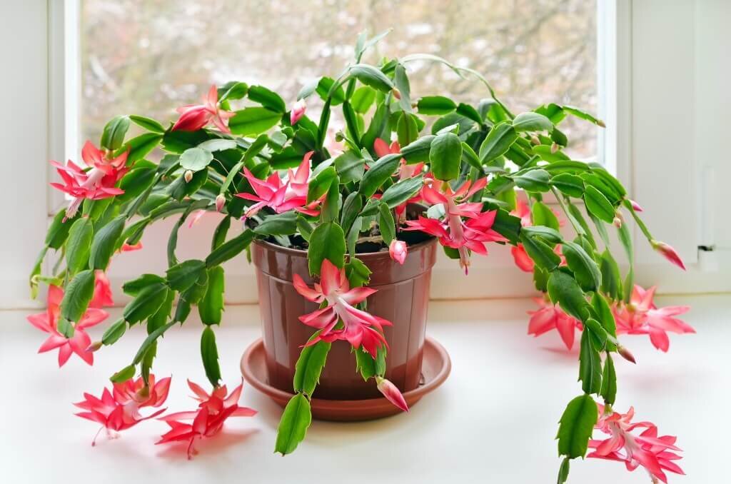 12 Low Maintenance Houseplants Safe For