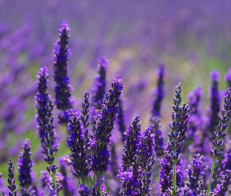 Best Indoor Houseplants - Lavender