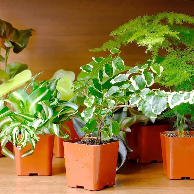 Best Gifts For Gardeners - Easy To Grow Houseplants