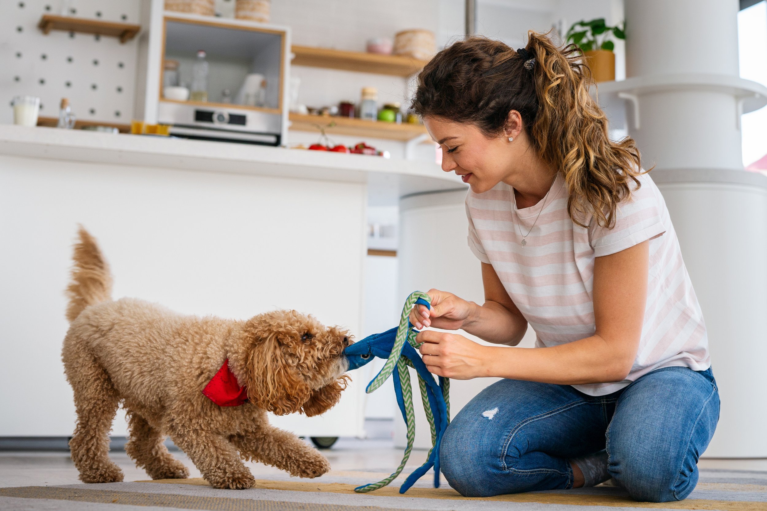 A woman kneeling on a kitchen floor and smiling as she plays tug-of-war using a blue rope toy with a small, fluffy brown dog wearing a red bandana.