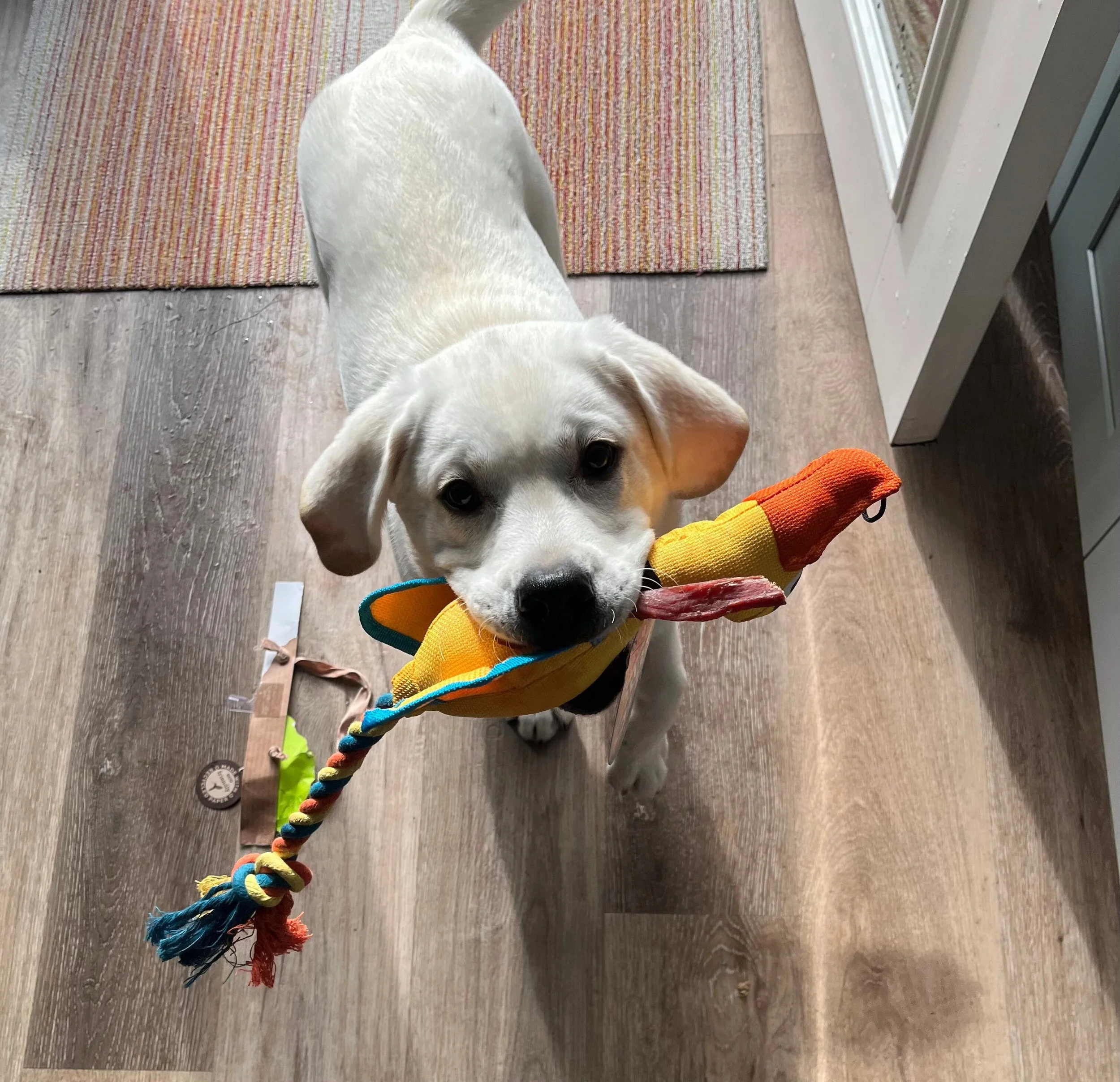 A young white Labrador puppy holding a colorful fabric duck toy with a rope tail in its mouth while looking up at the camera indoors.