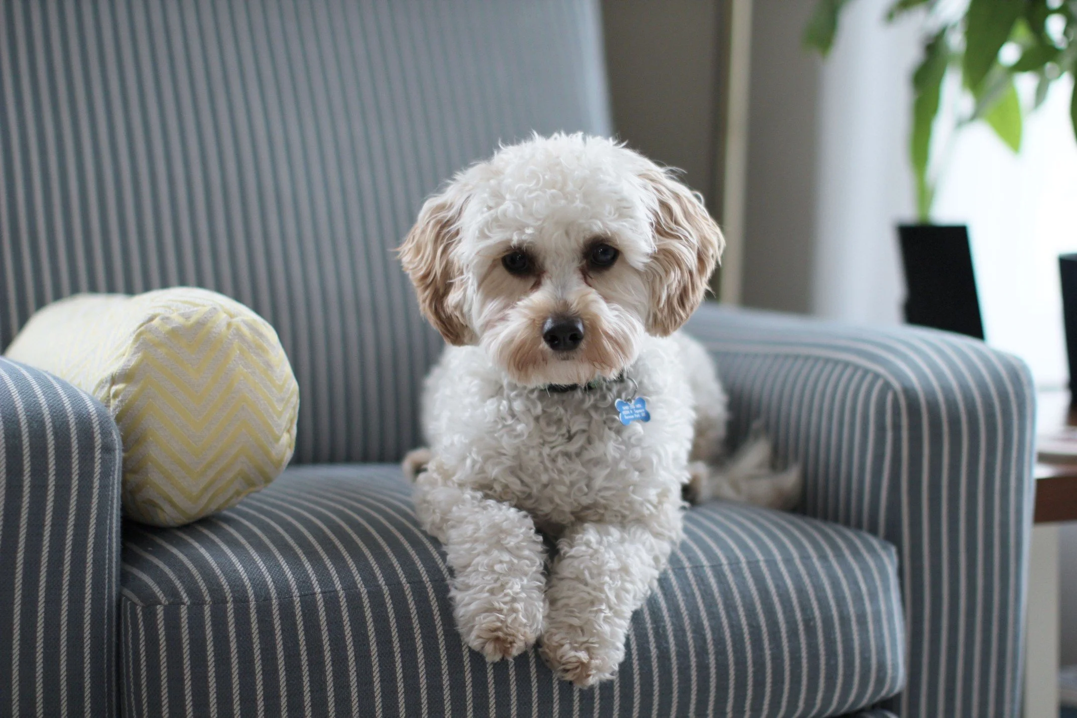 A small, fluffy white poodle mix wearing a blue tag rests on a blue and white striped armchair with a yellow accent pillow, looking directly at the camera.