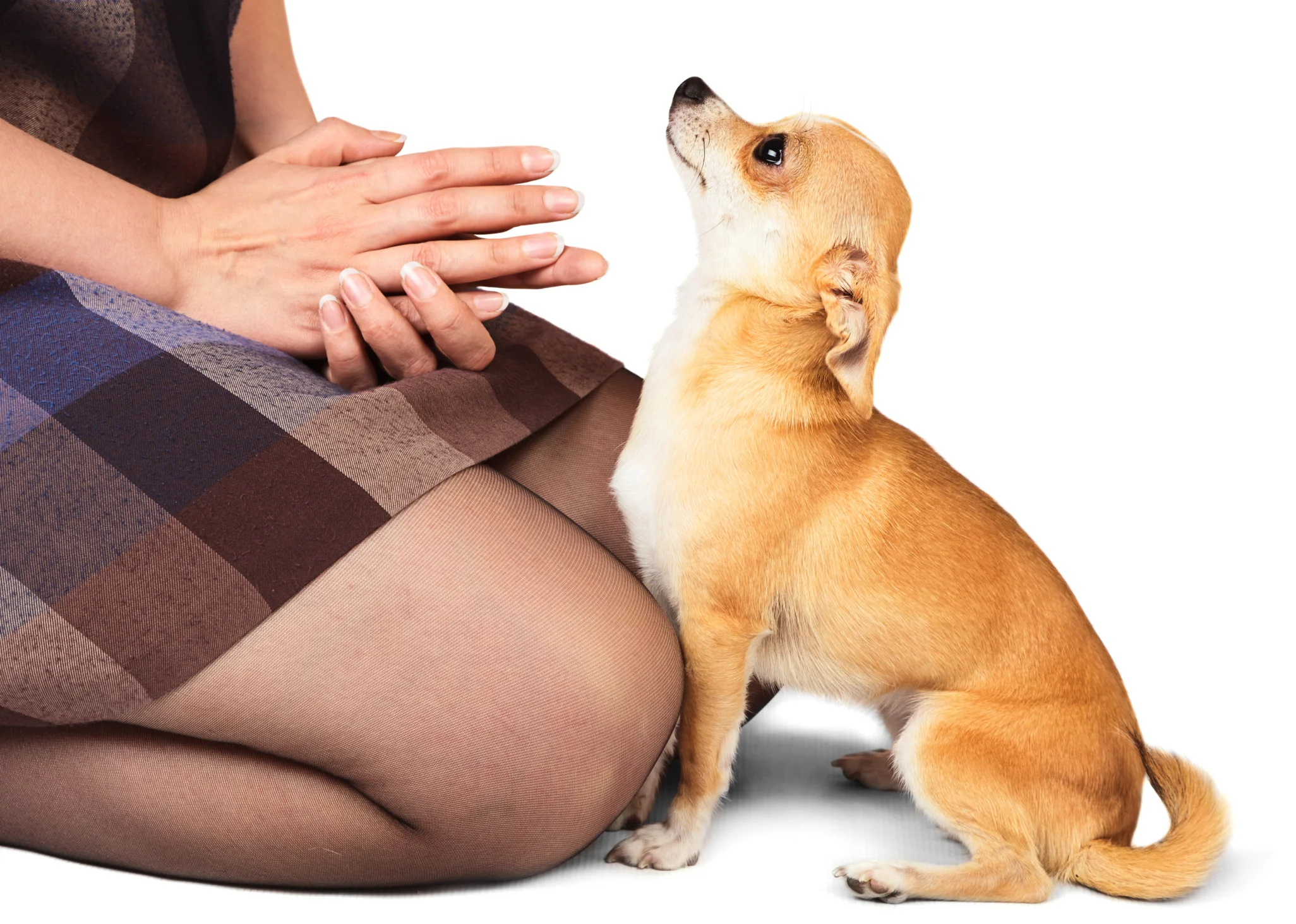 chihuahuasit.jpg