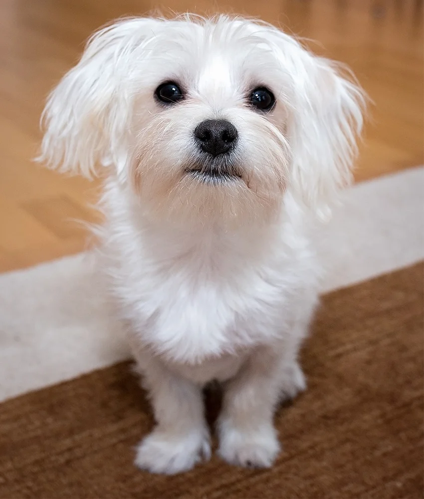 maltese.jpg