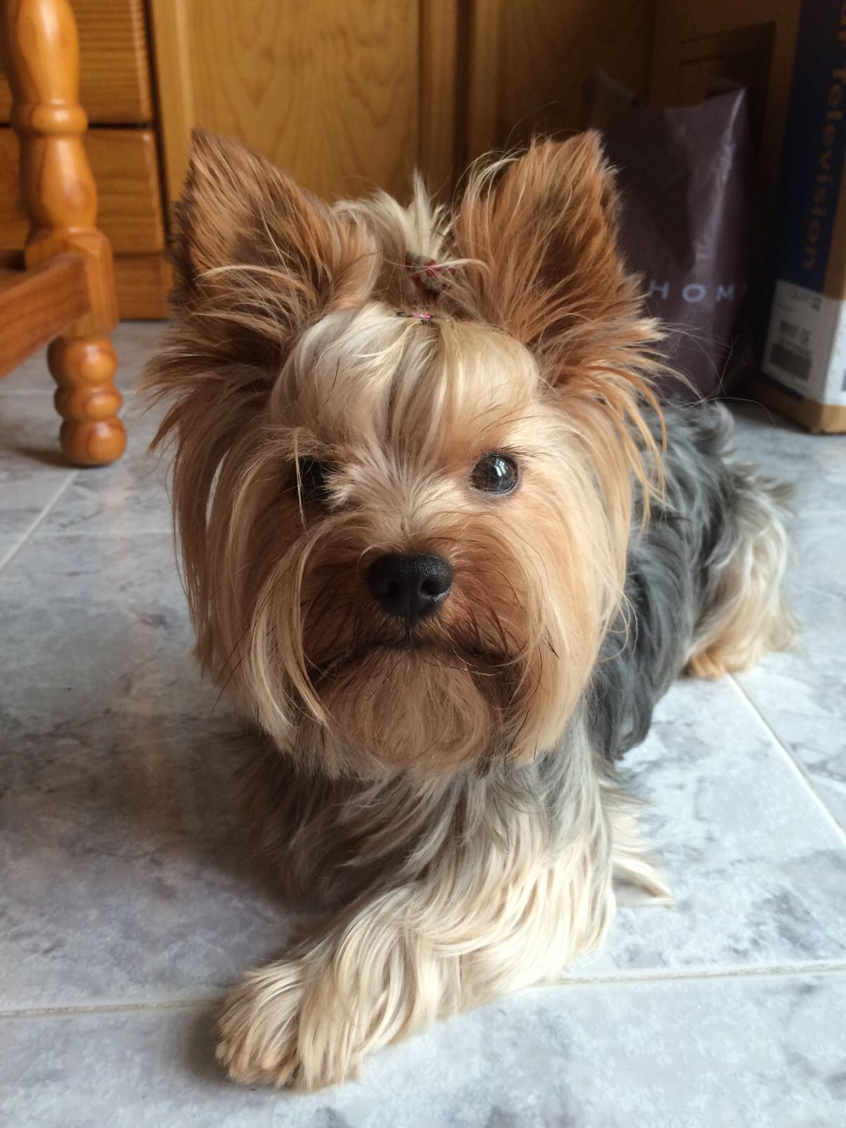 yorkie.png