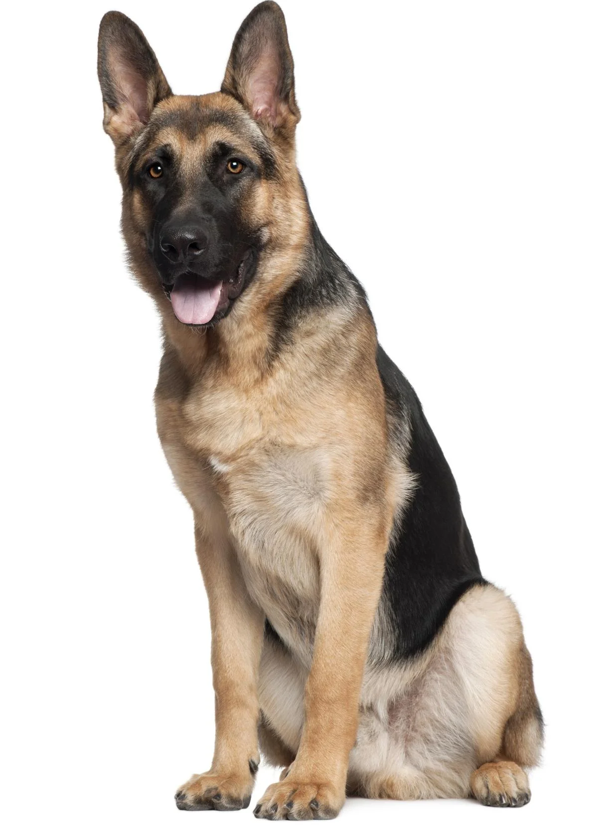 german shepard.jpg