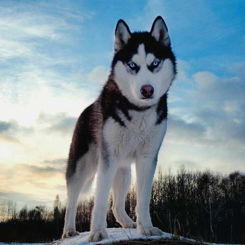Husky.jpg