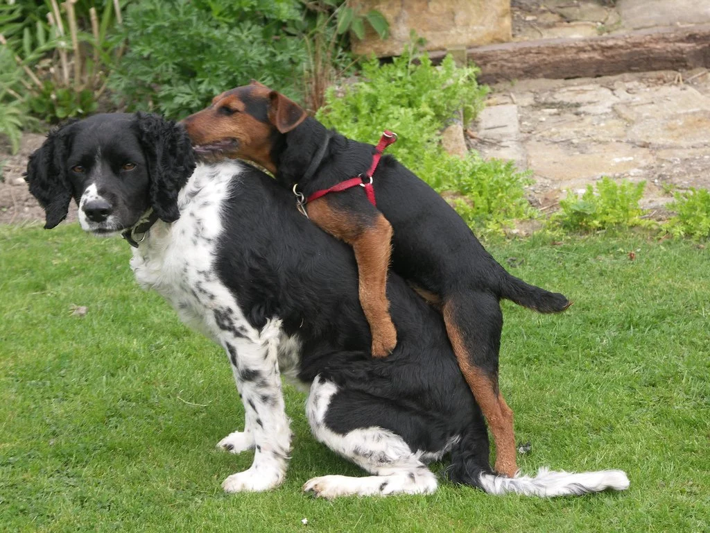 humpingdogs.jpg
