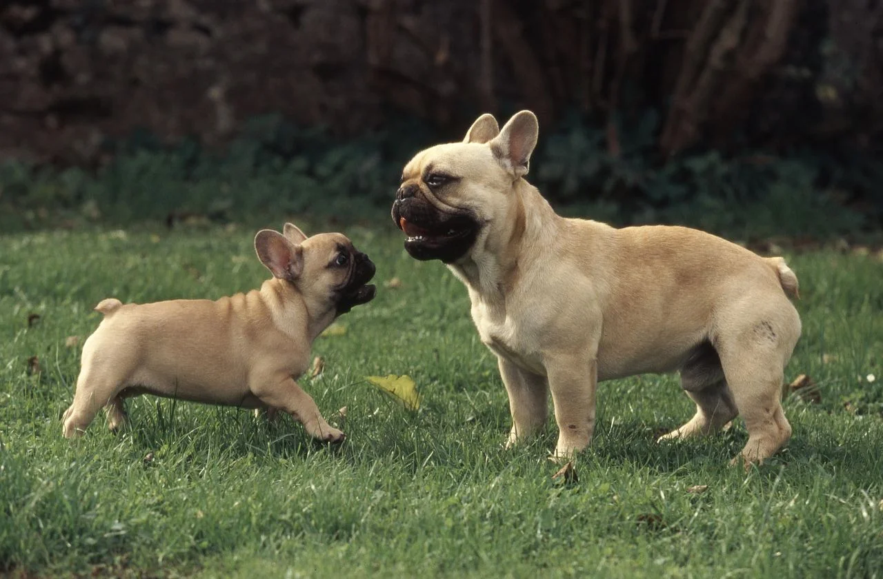 two frenchies.jpg