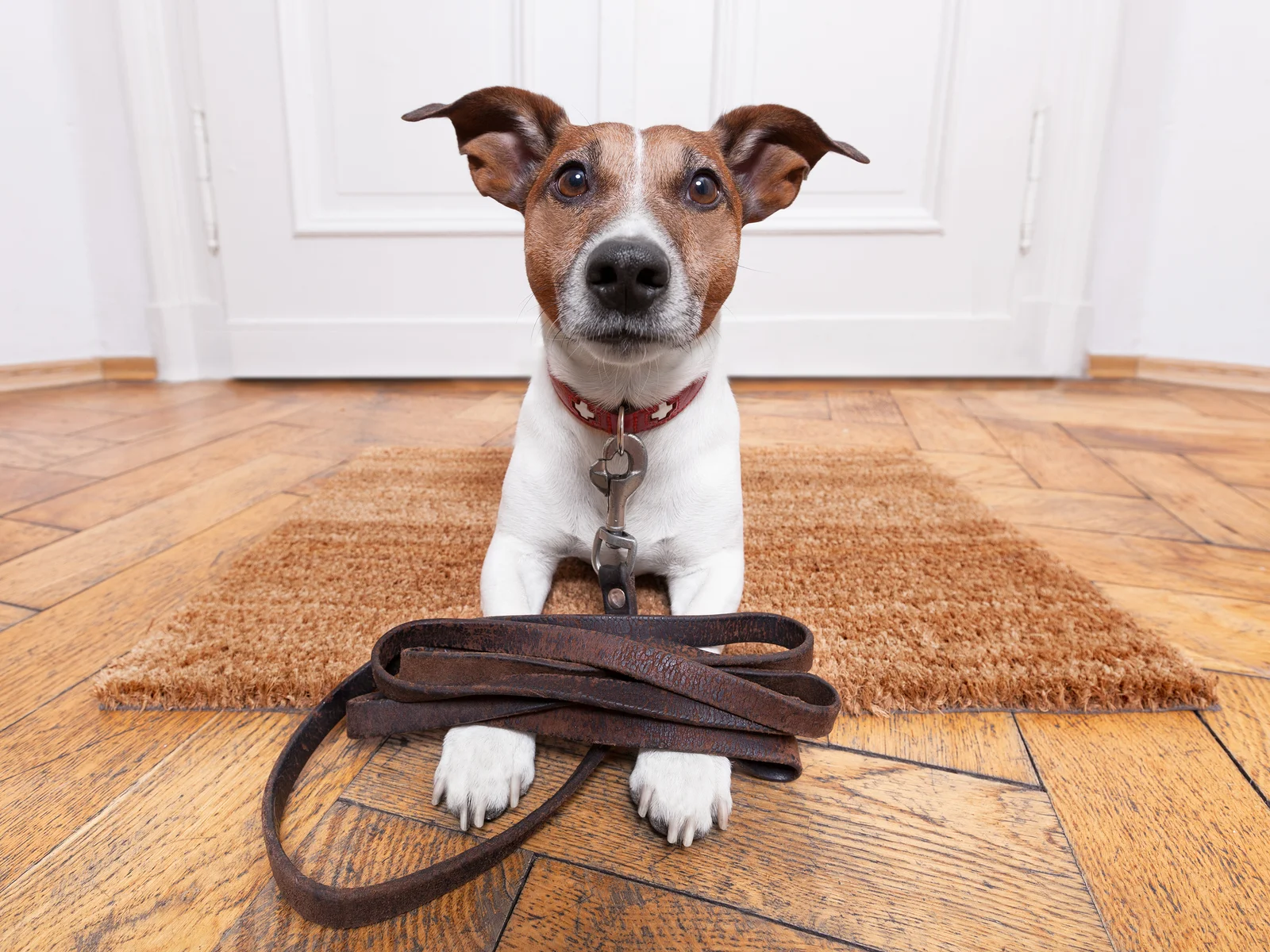 bigstock-Dog-Leather-Leash-54578414.jpg