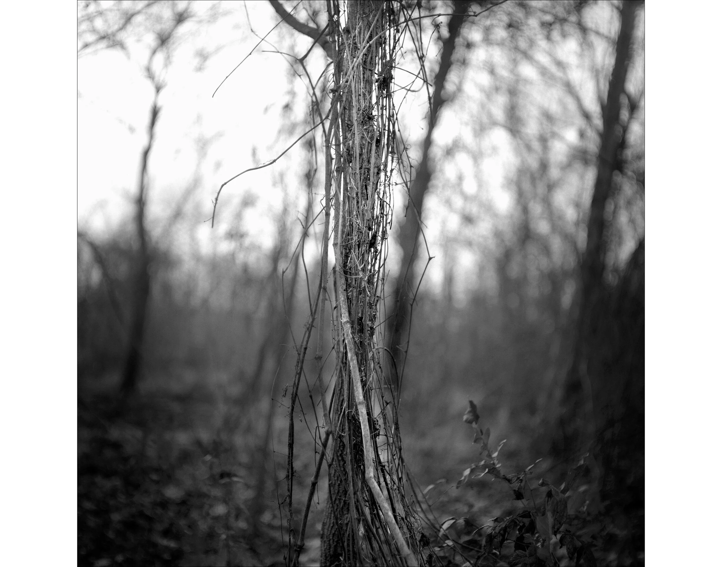 thibodeaux_mississippi_delta_black_white_agriculture_south_mound_bayou_duncan_alligator_005_web_large.jpg