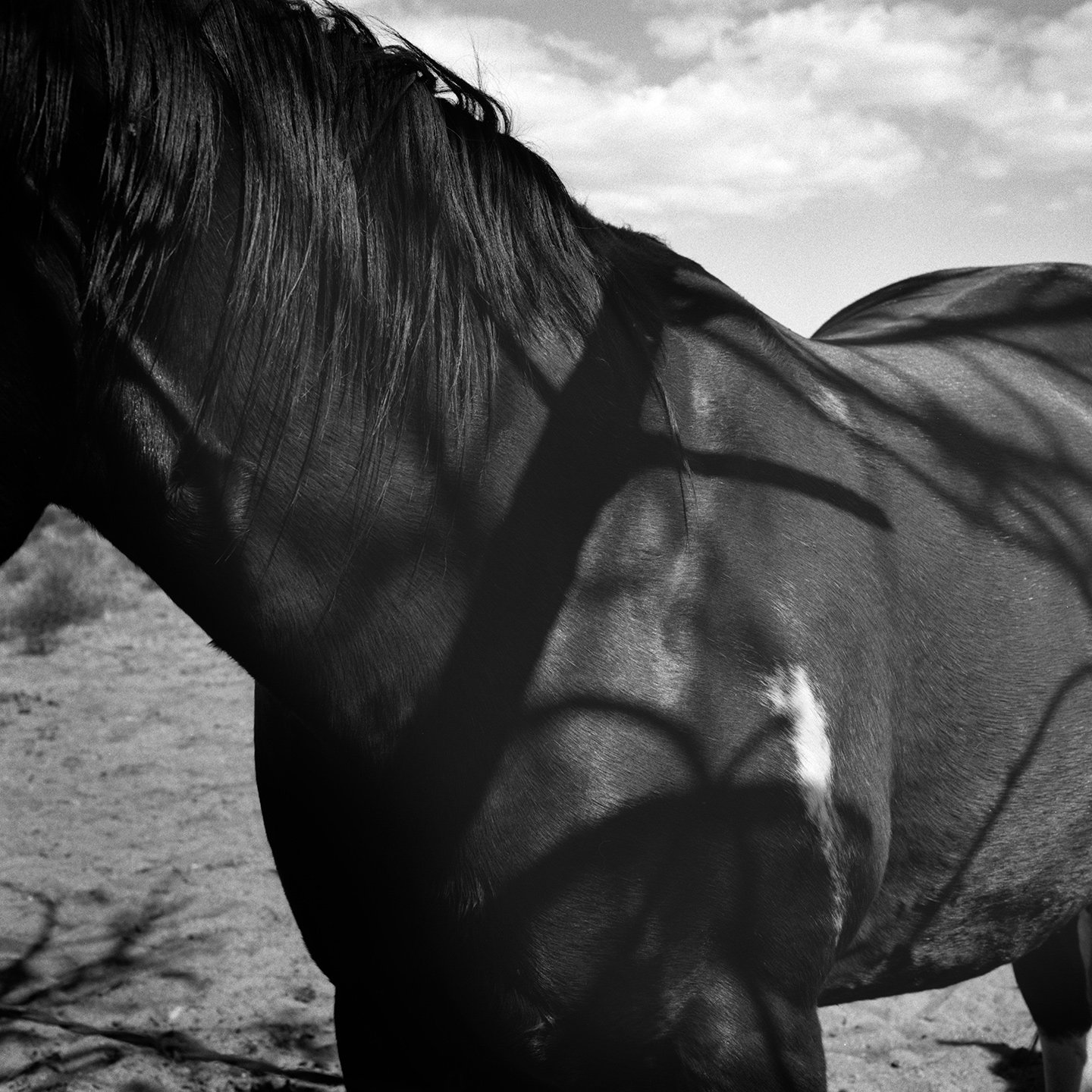 thibodeaux_print_sale_0005.JPG