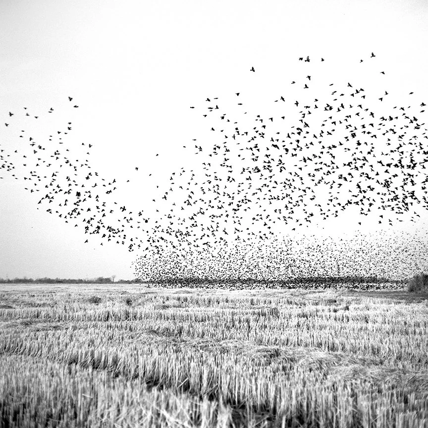 thibodeaux_mississippi_birds_in_field.jpg