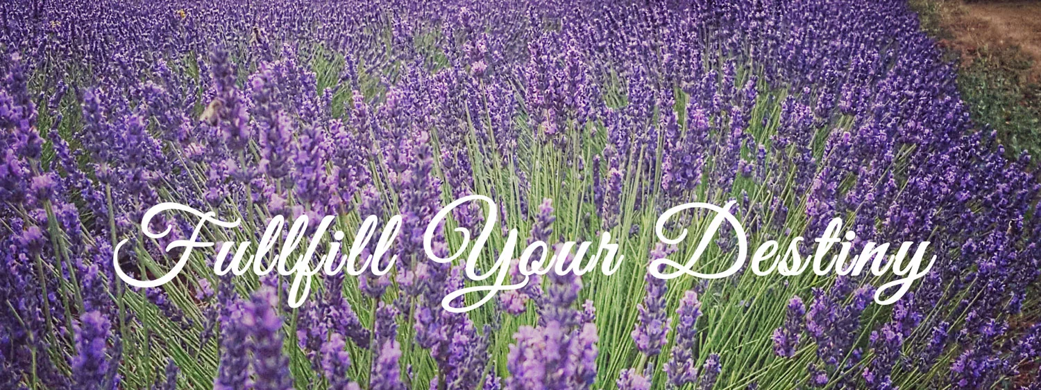 yl-lavender-field-2.jpg