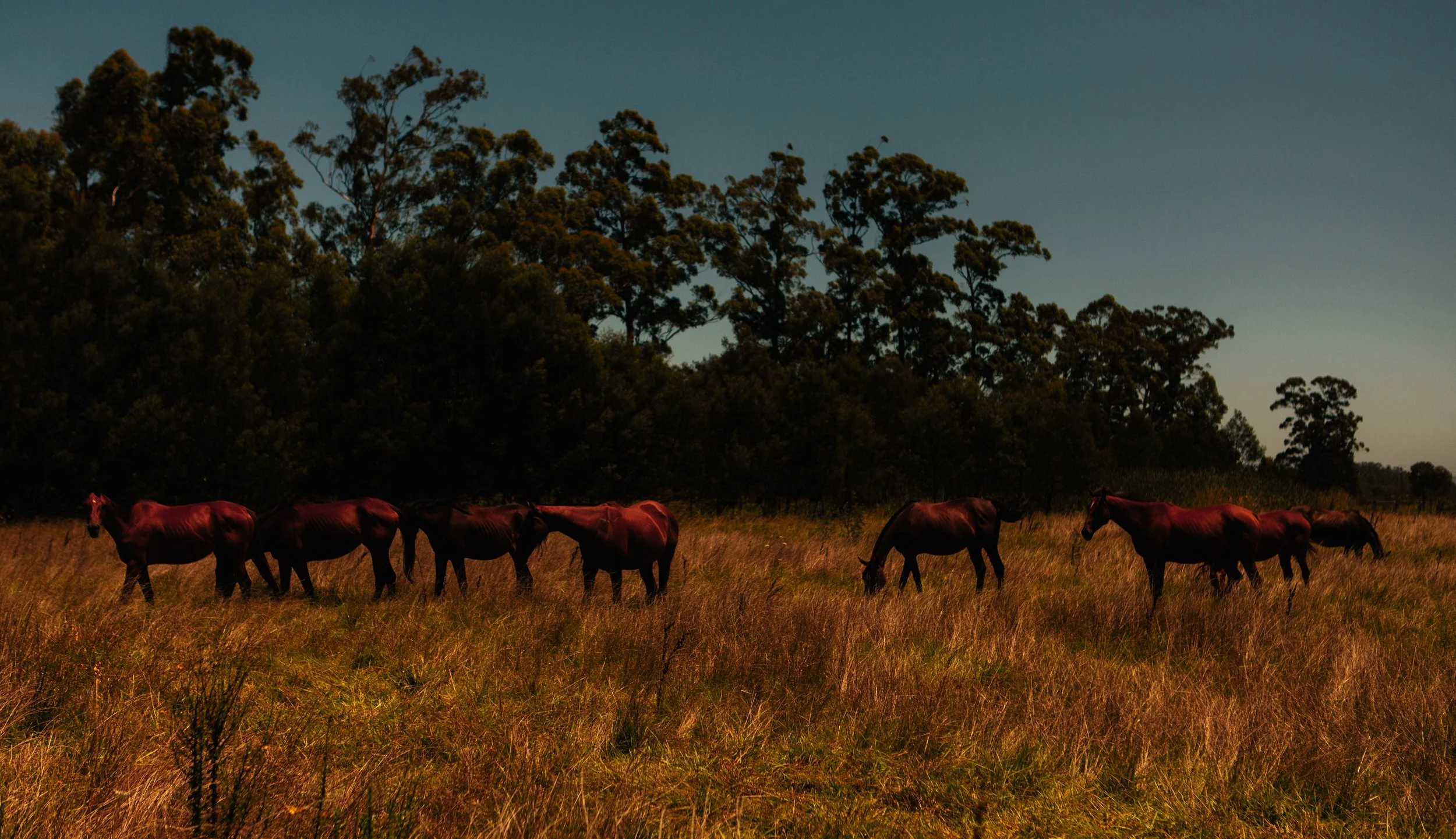 South Africa Book Cover-pg106-107.jpg