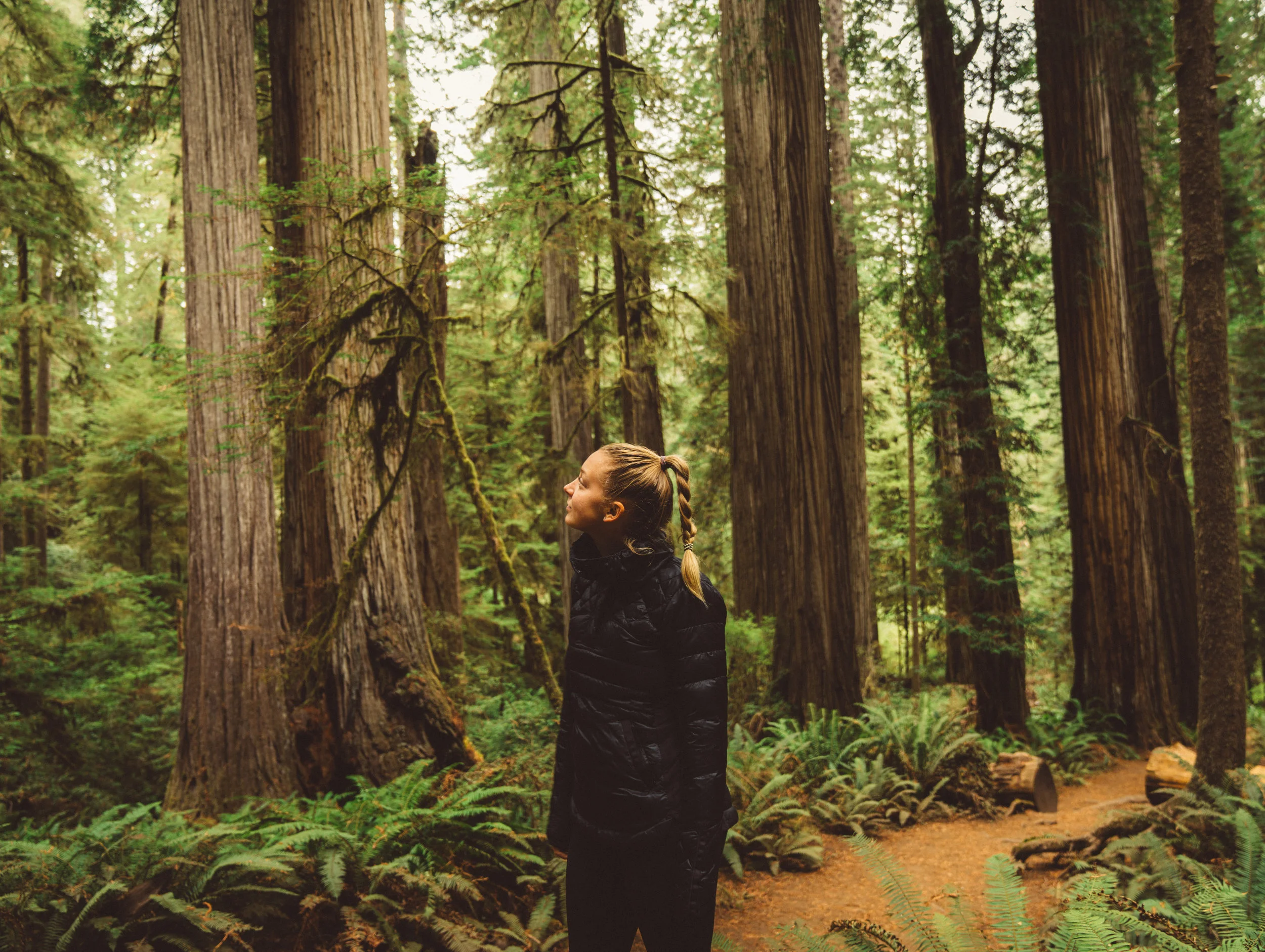 Danielle absorbing the Redwoods at Jedediah Smith Redwoods State Park.