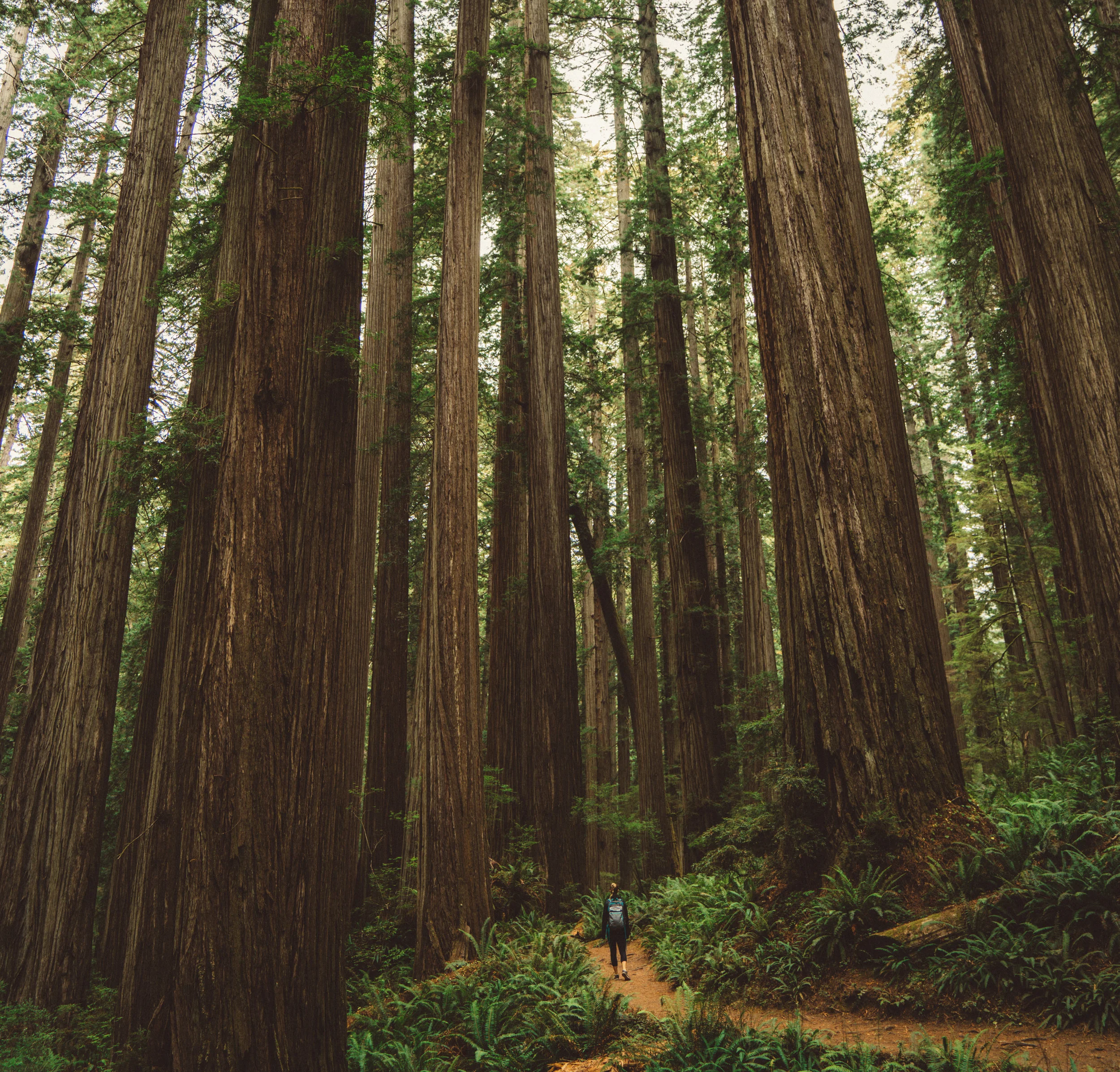 Danielle, tiny in comparison with the giant trees.