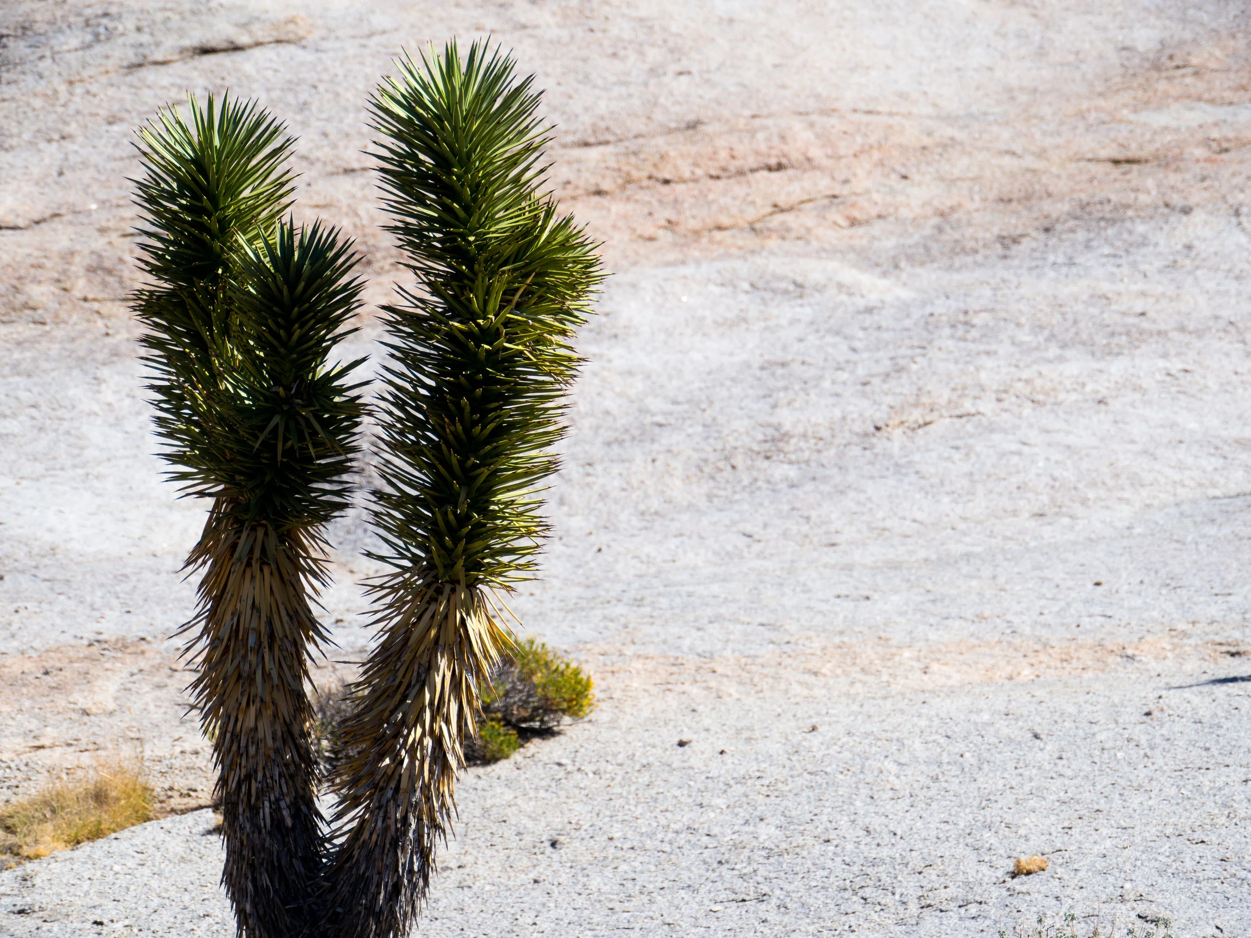 A single Joshua Tree. Photo Credit: Danielle Seeliger .