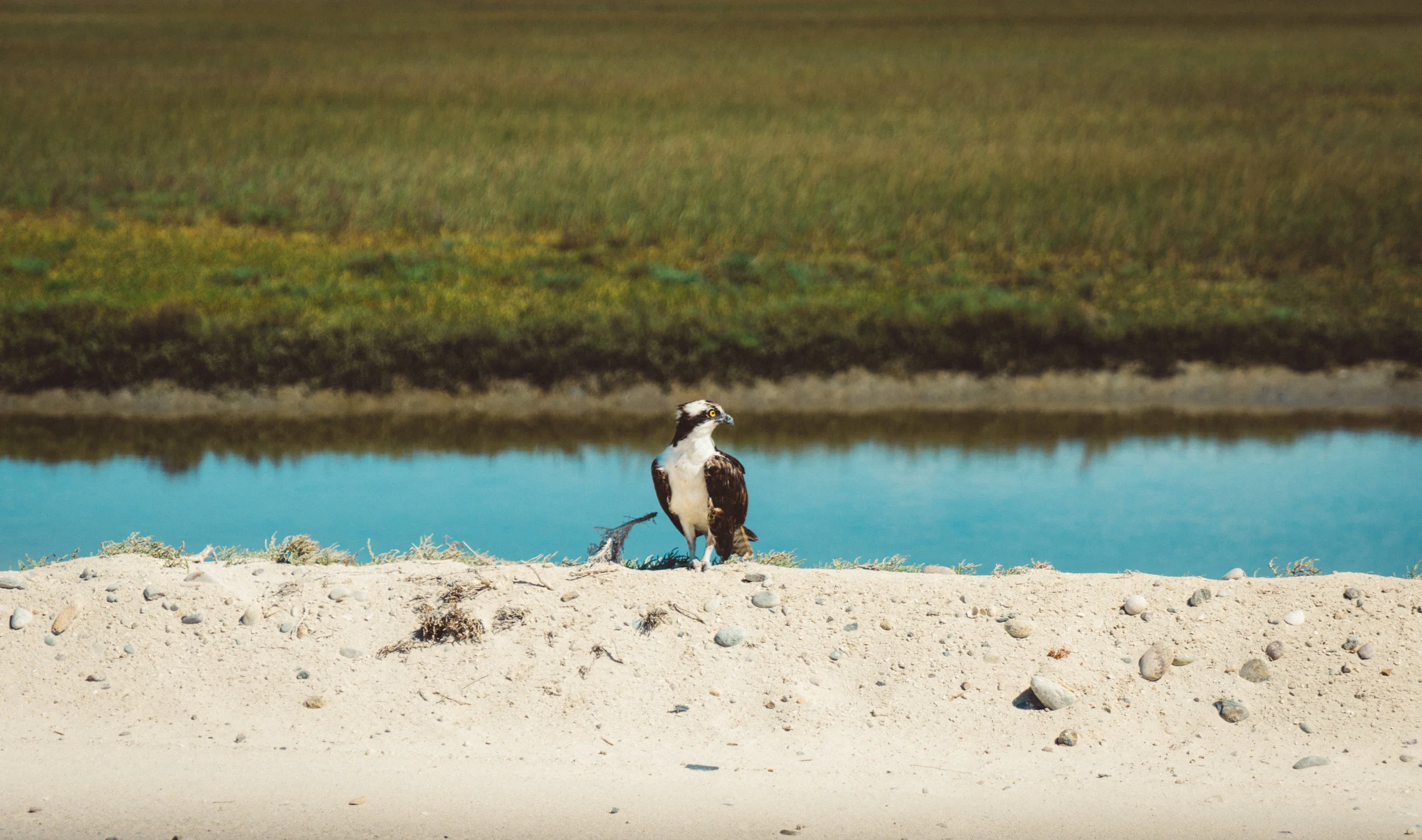 One of the many osprey of Guerro Negro.