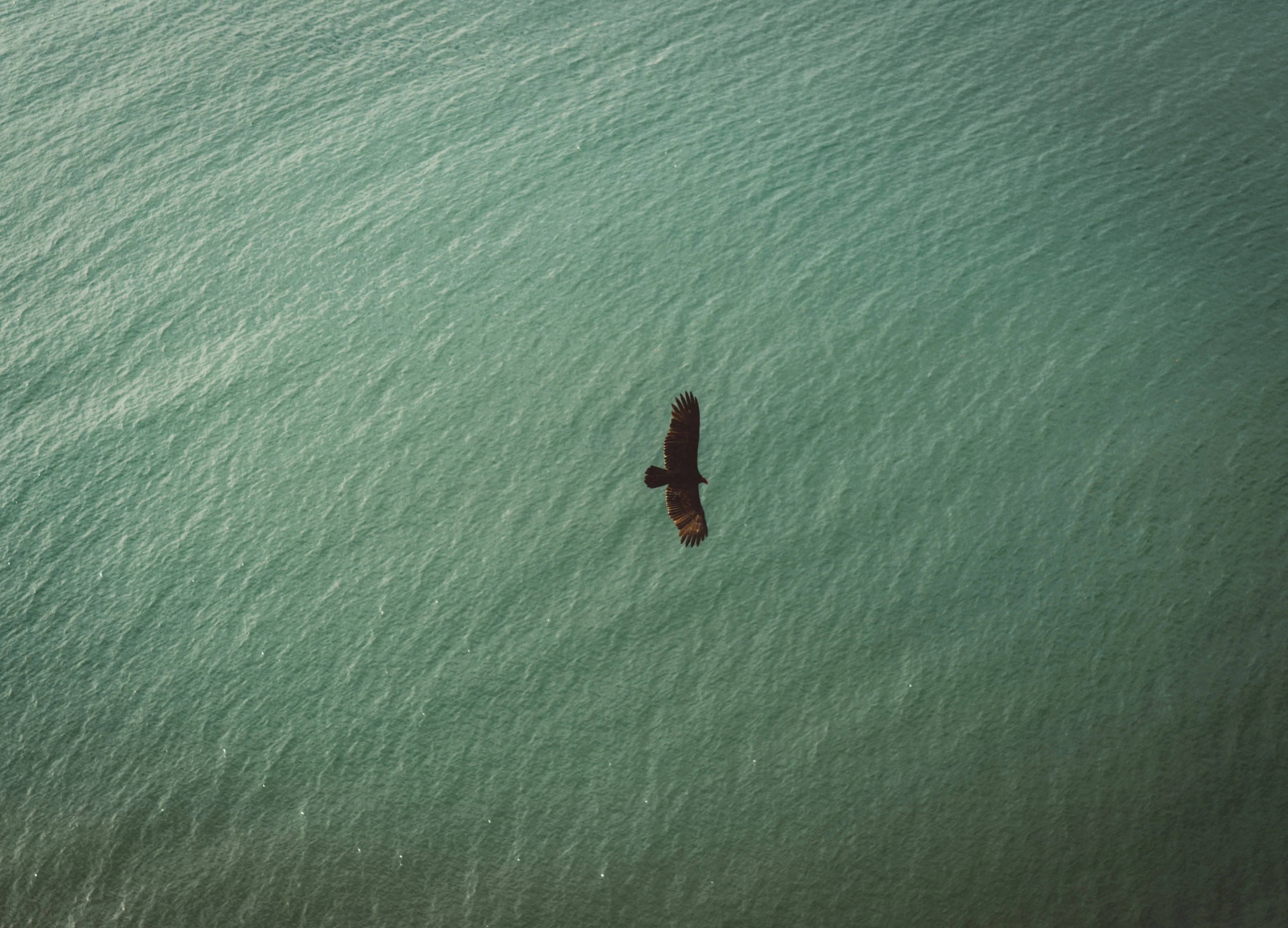 Shot from the lighthouse, turkey vultures like these are absolutely everywhere in the Baja.
