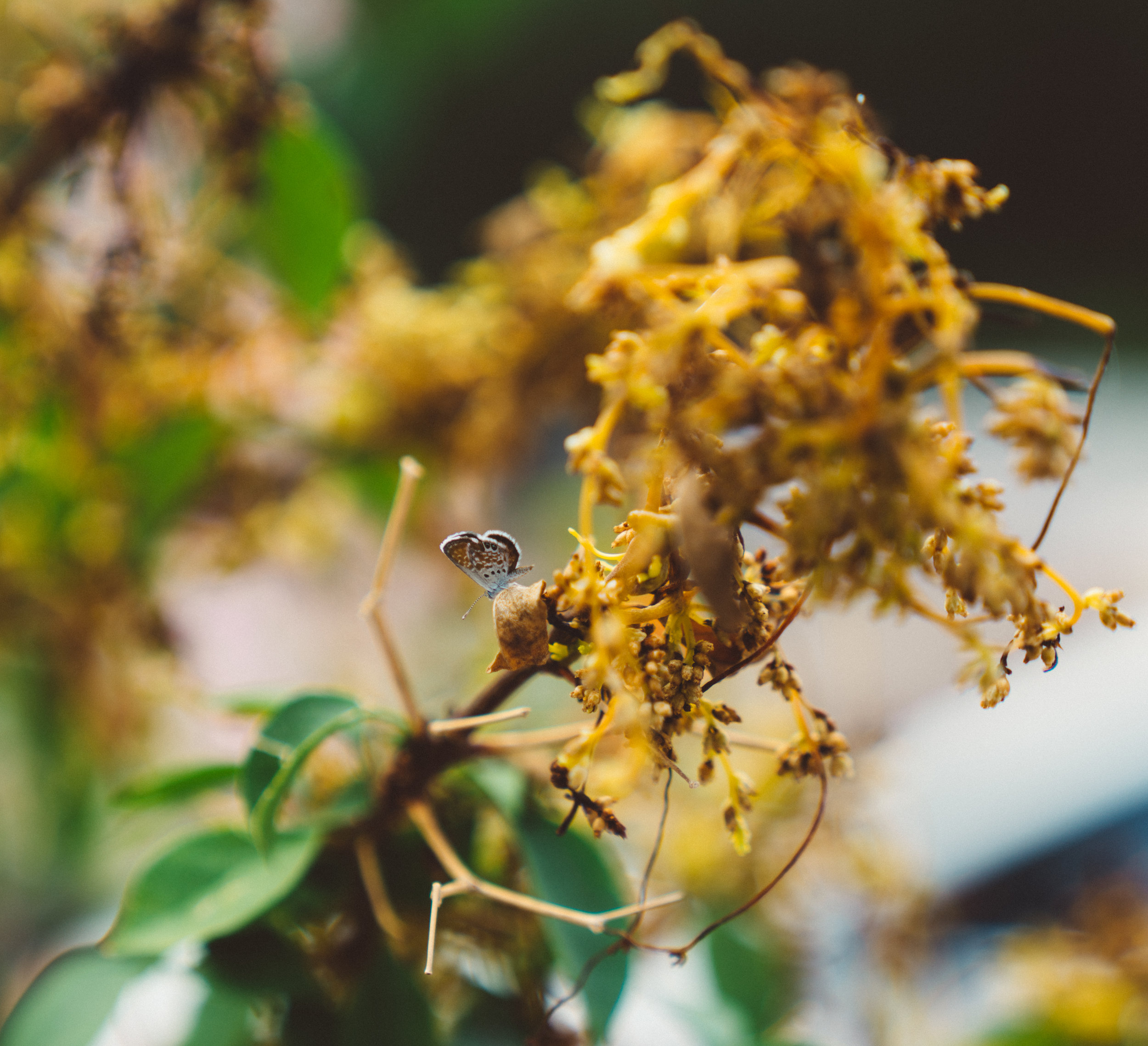 These butterflies were some of the many swarming the town and mountain.