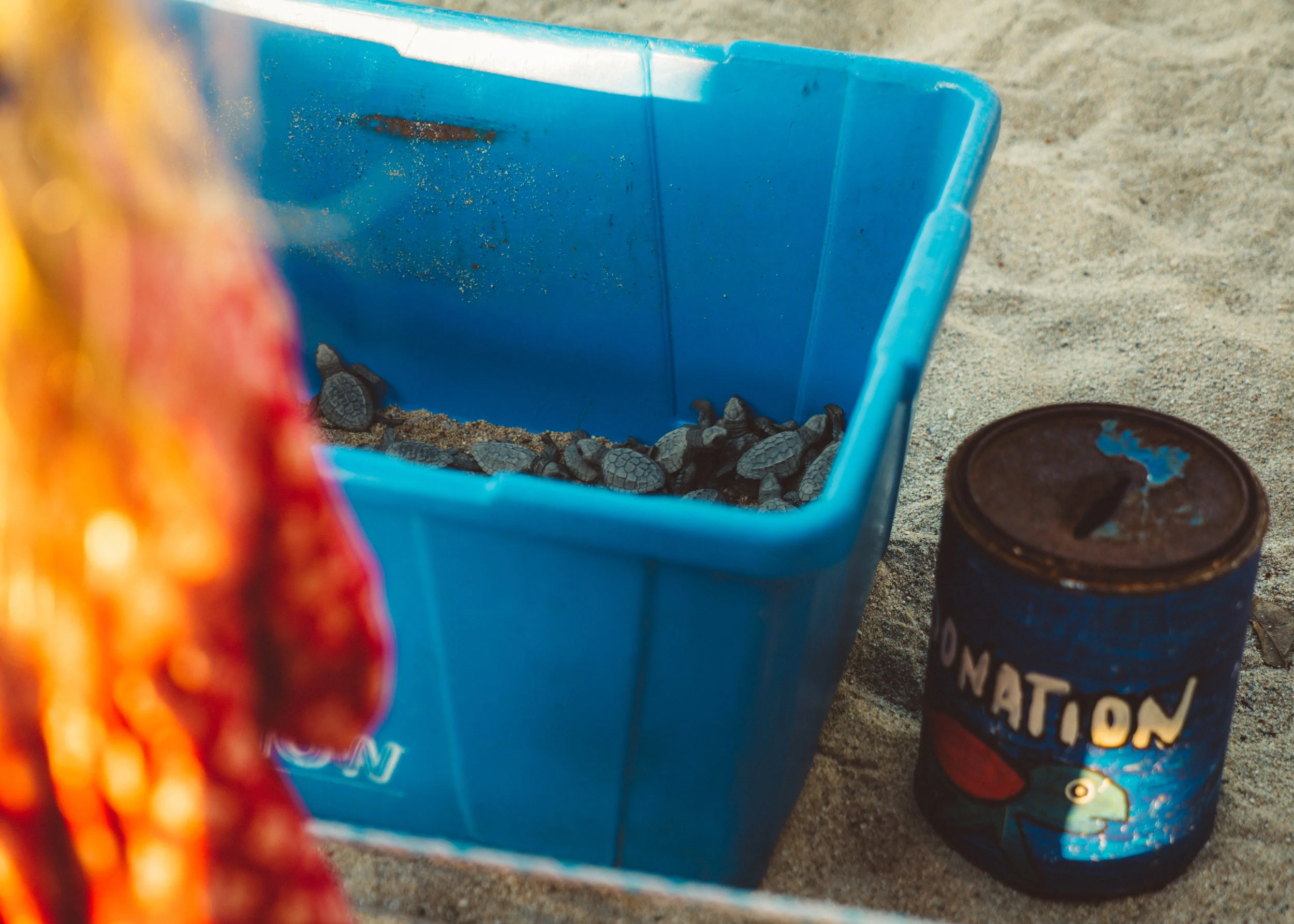 The turtles at Campamento Tortuguero Sayulita just prior to being released.