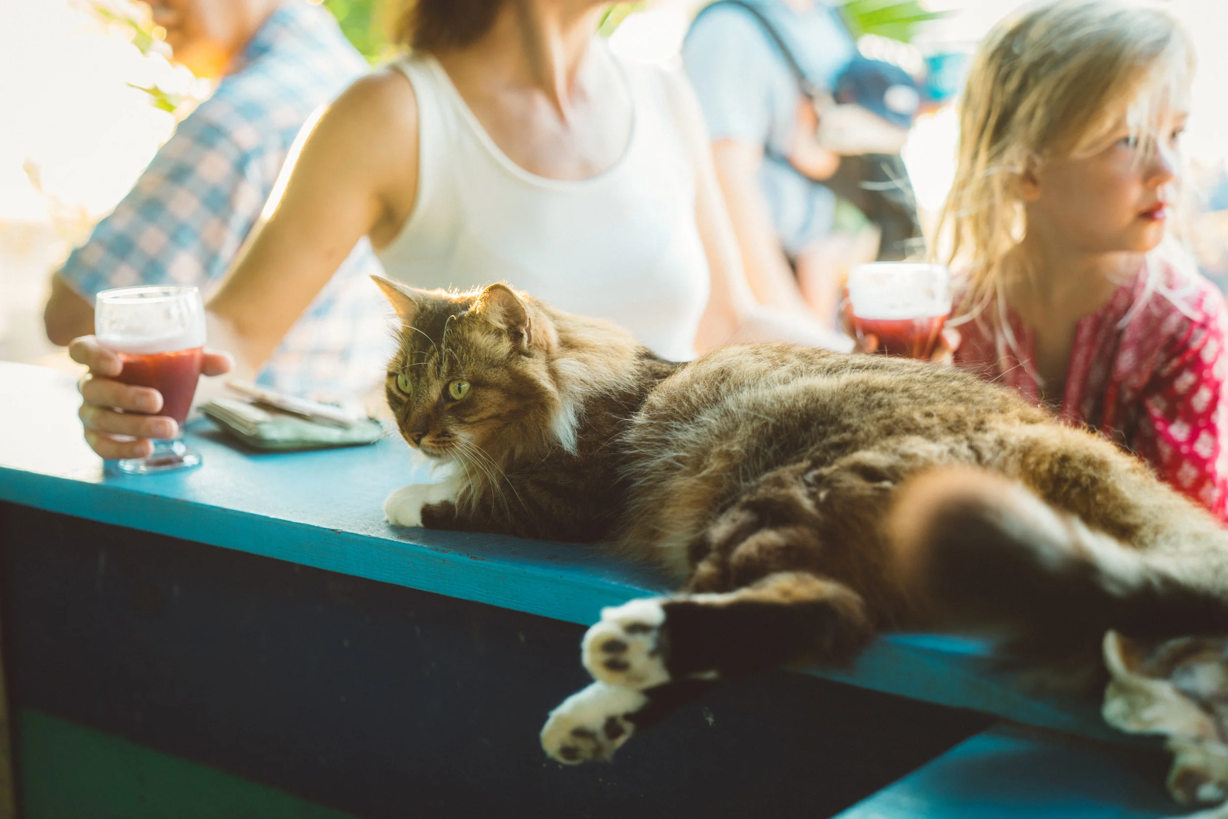 At the Campemento, they have a bar, run by the founder, where the profits from drinks sold go directly to the conservation efforts. They also have this cat.