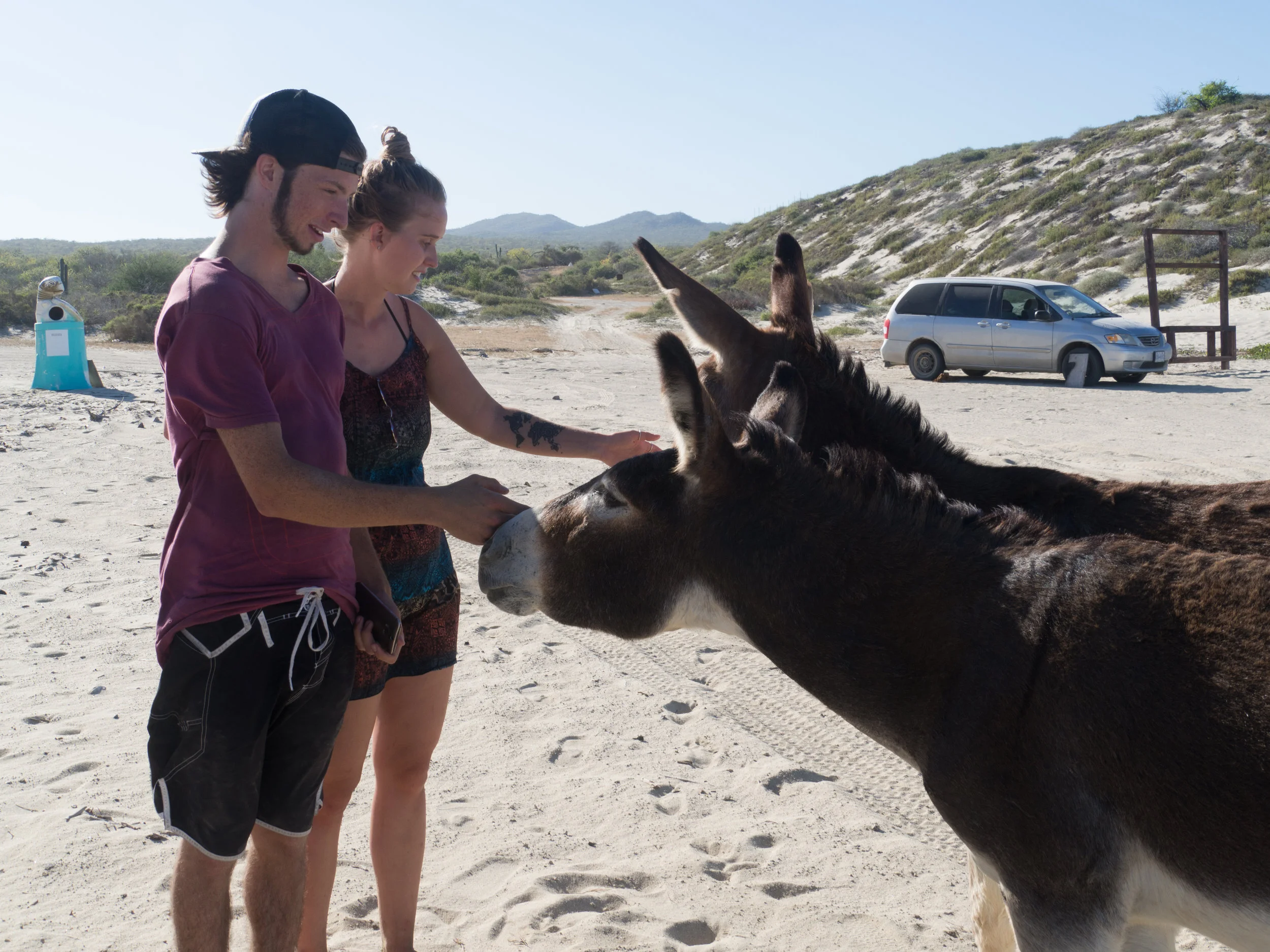 Bonus Photo: MinEssa greet two beach donkeys at our camp spot in Cabo Pulmo . Photo Credit: Danielle Seeliger .