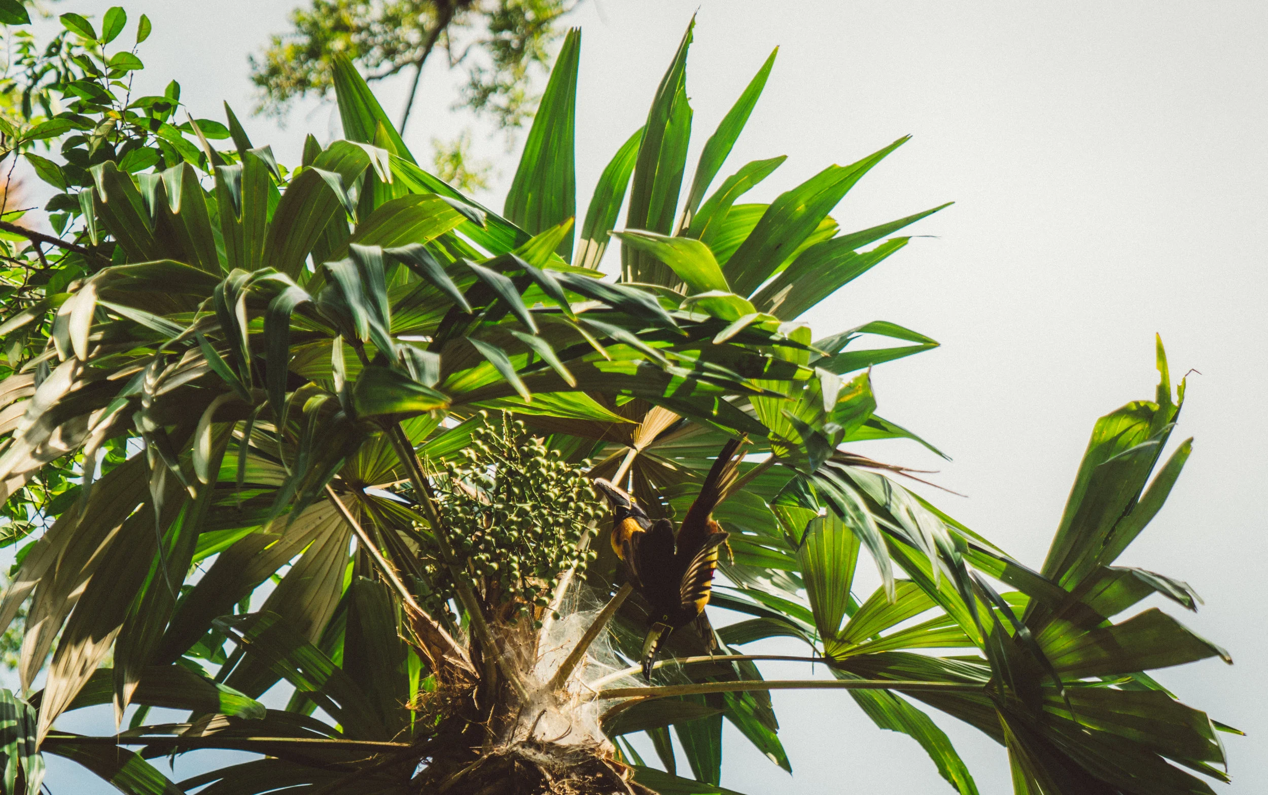 Anacari Toucans in Tikal National Park.