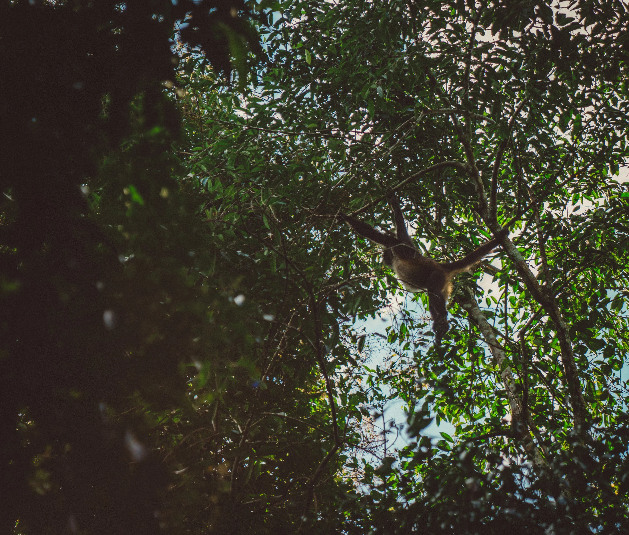 A spider monkey (I'm pretty sure) within Tikal National Park.