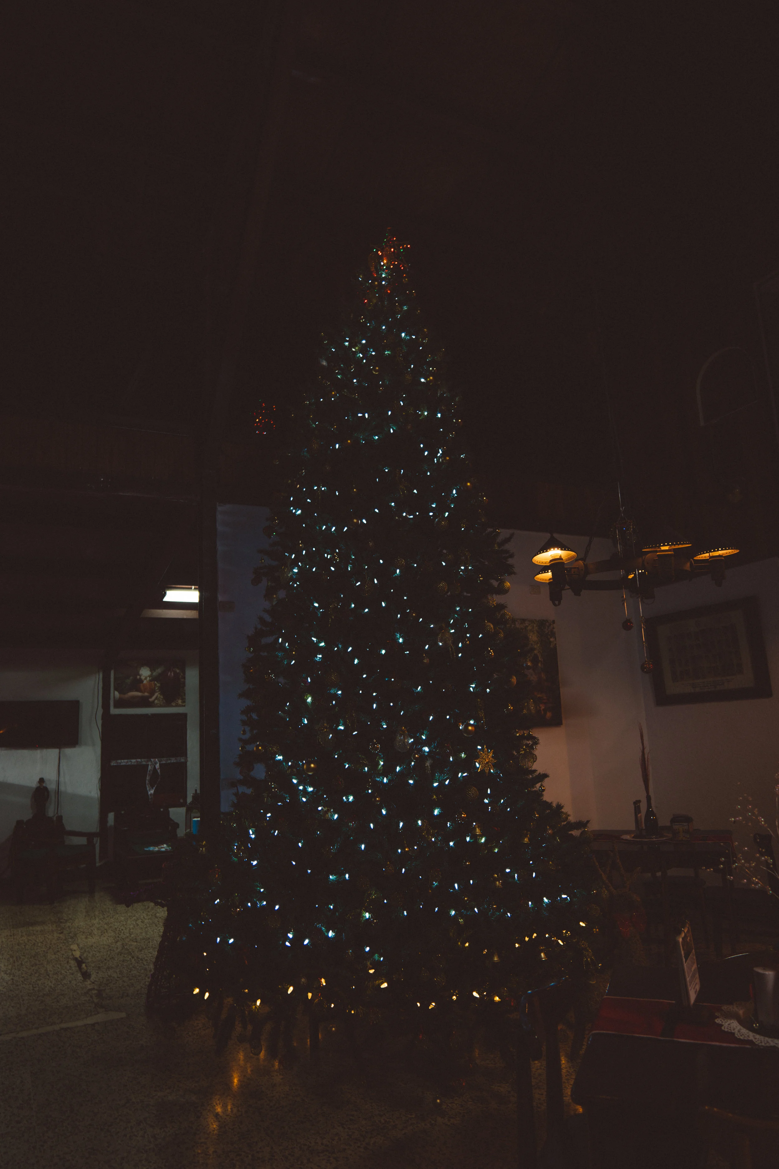 Hell of a tree.