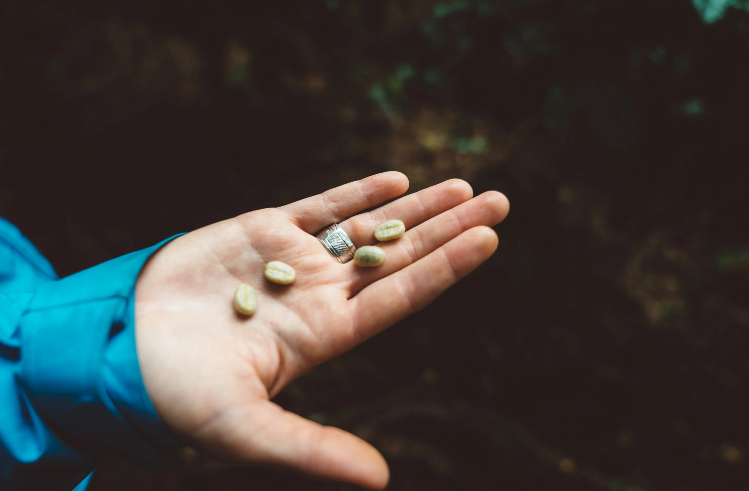 The beans in their completely un-dried form, straight out of their berry shell. They come out of the first shell covered in a translucent, slimy layer which is sweet to the taste.