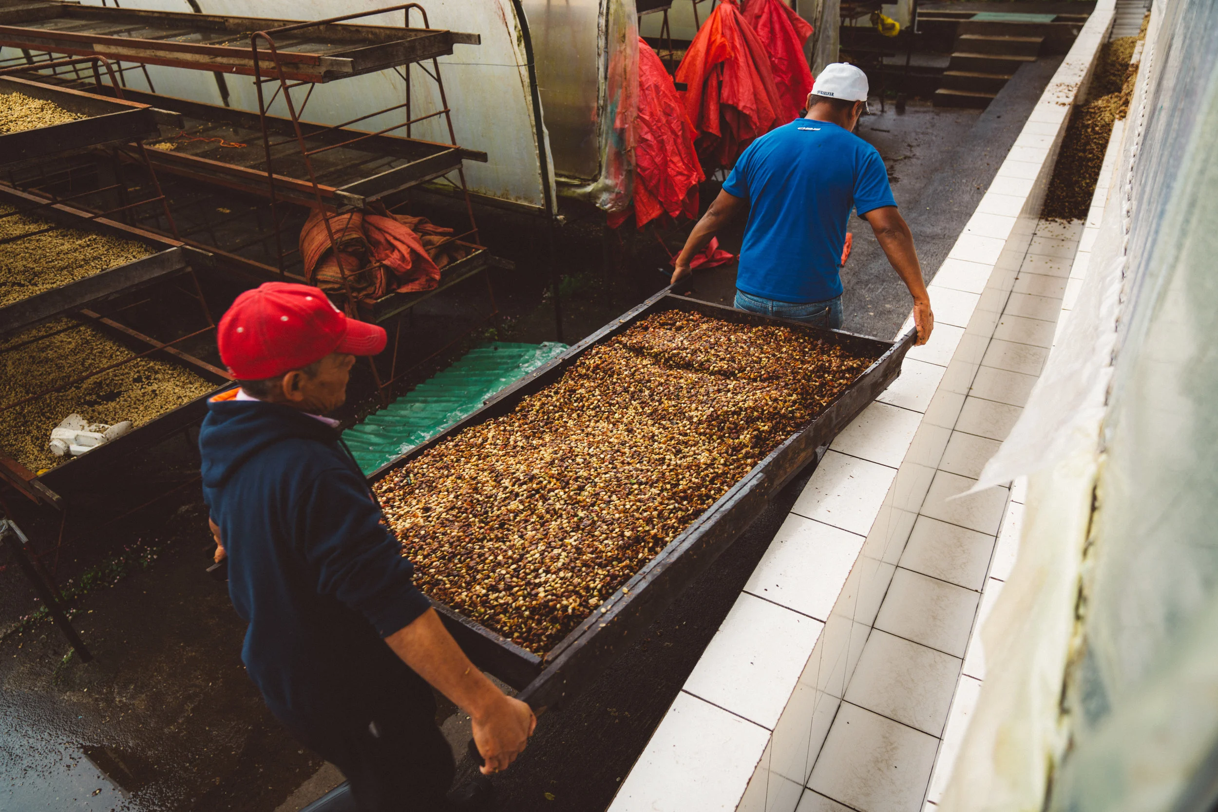 Here, workers add more partially de-shelled beans to the trench.