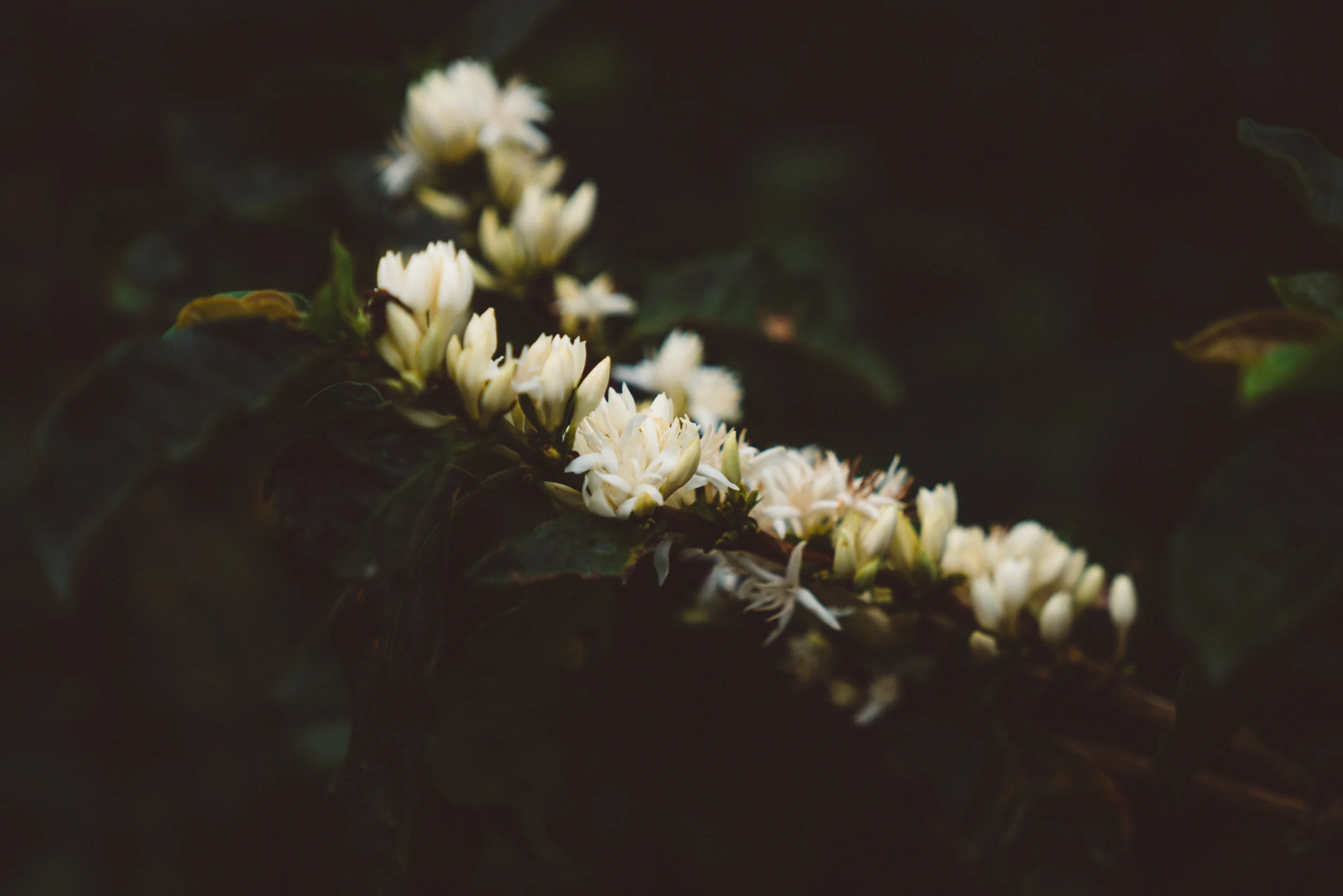Flowers of the coffee plant.