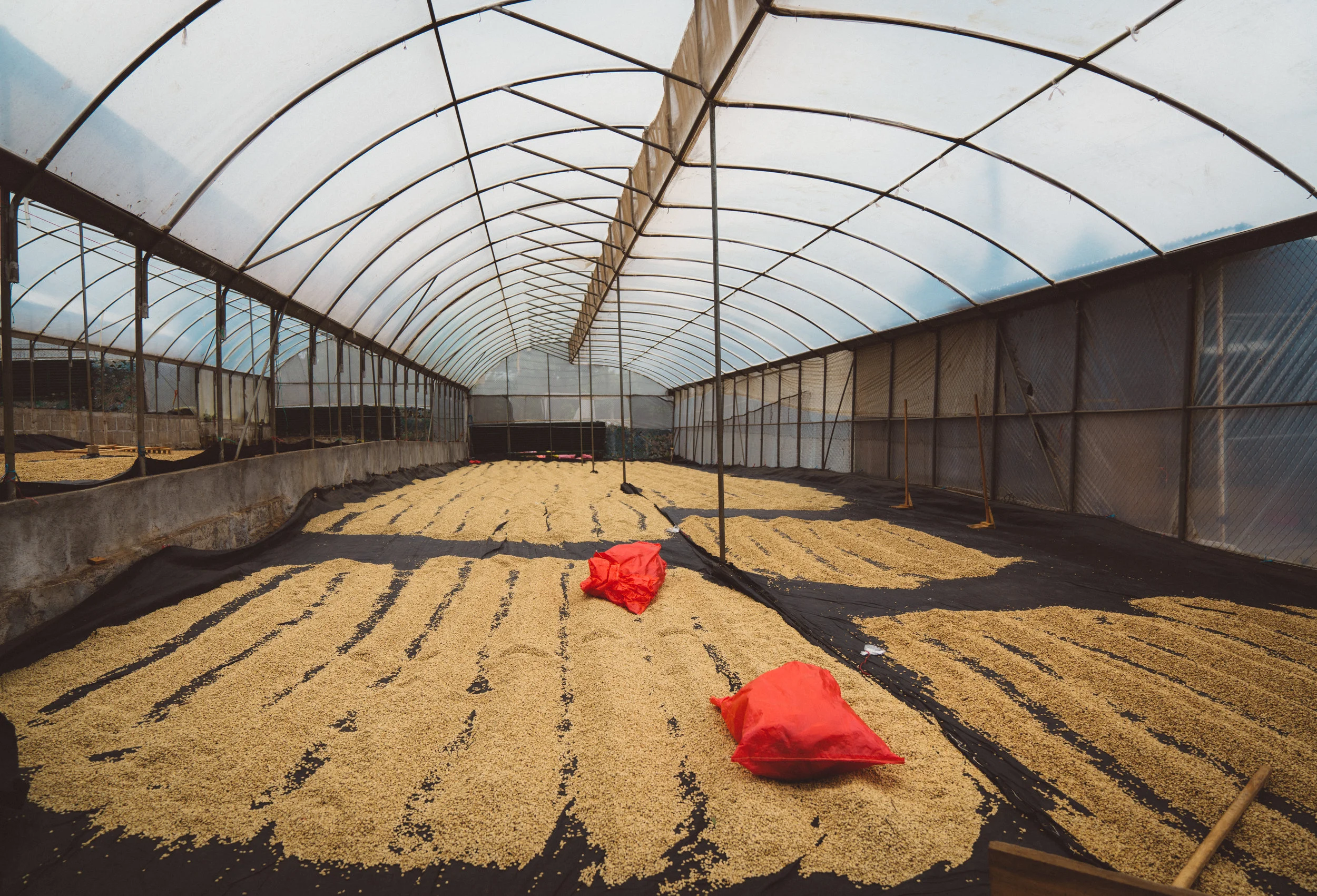 The drying non-organic beans.