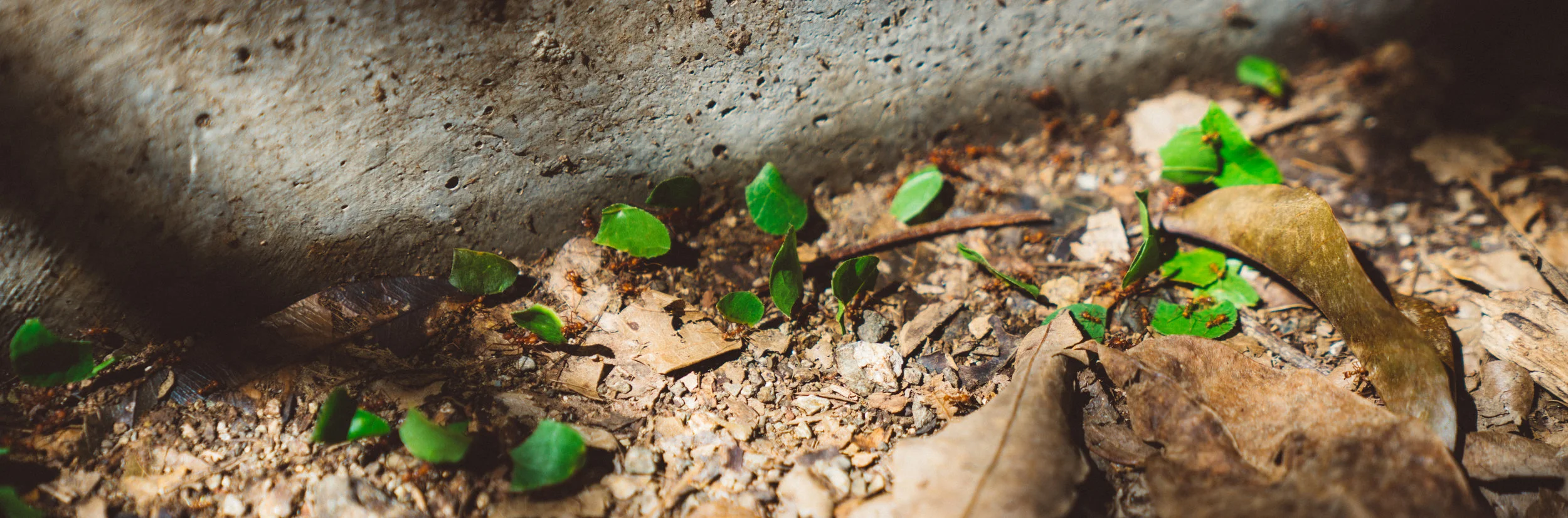 Leafcutters along the side of the trail.