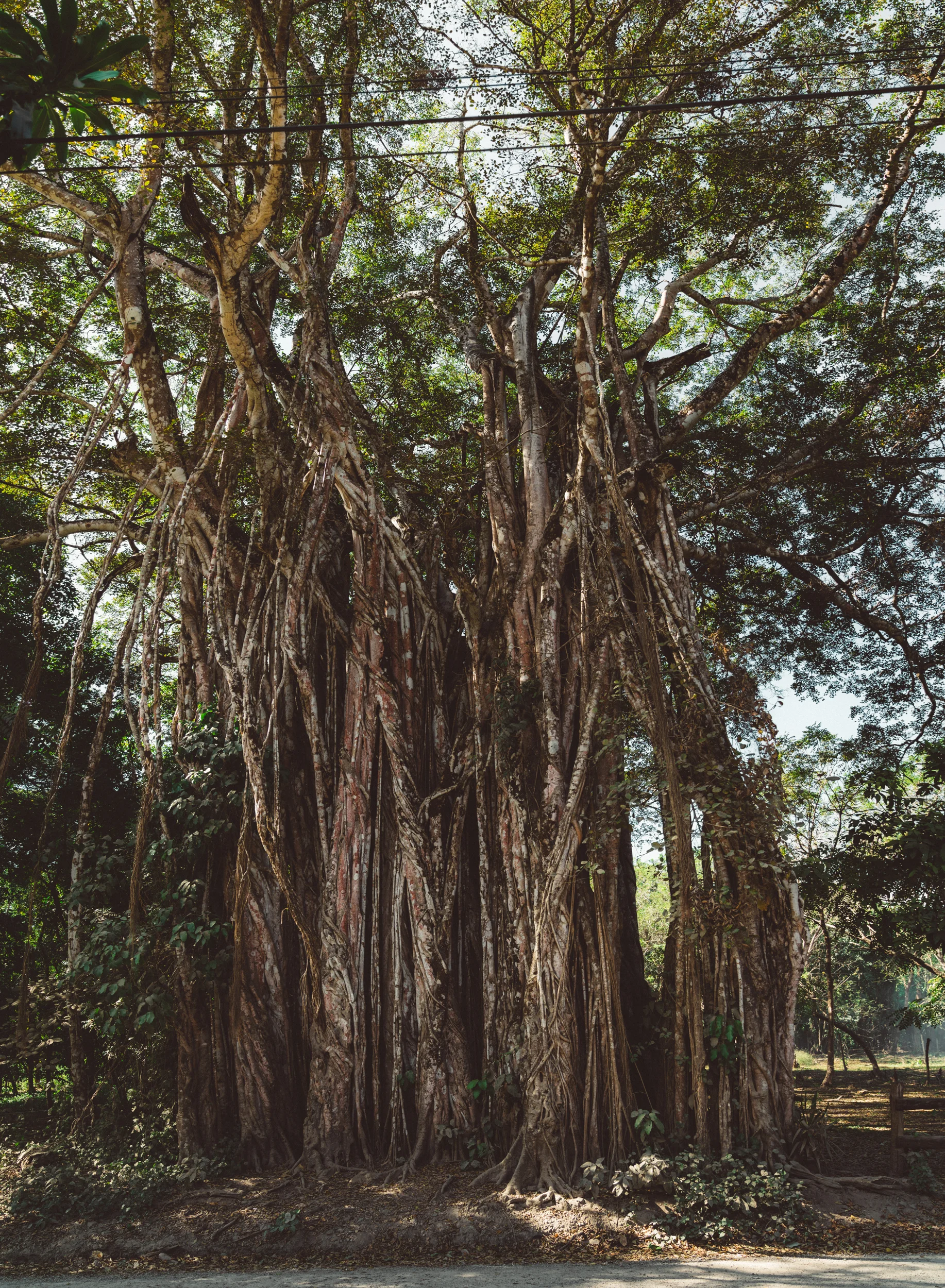 We took a couple trips out to the nearby town of Cabuya to do some snorkeling. On the road there is this Ficus tree, which is apparently a contender for widest in Costa Rica. This is a stitch of four different images.