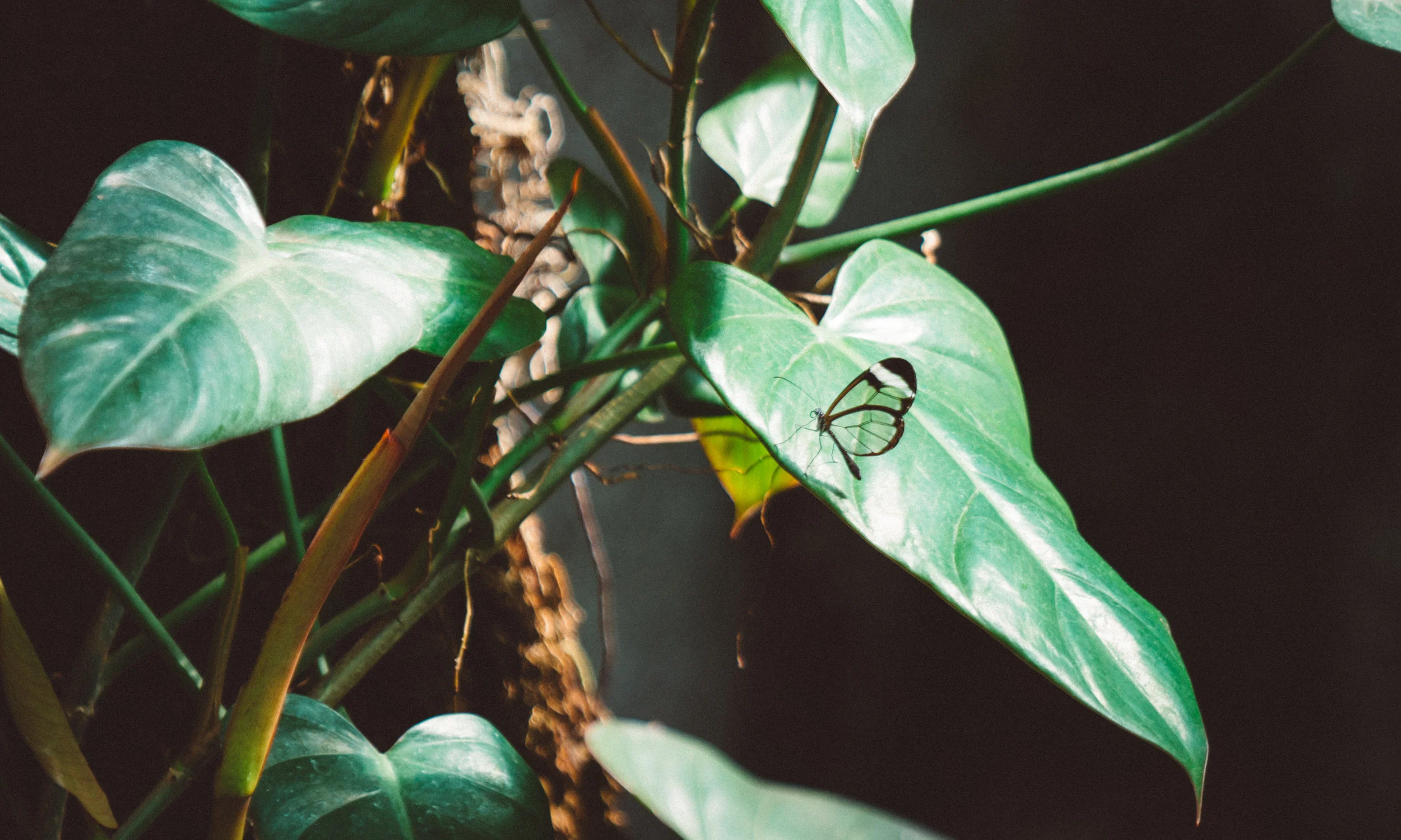 Not a great photo but these transparent butterflies were super cool.