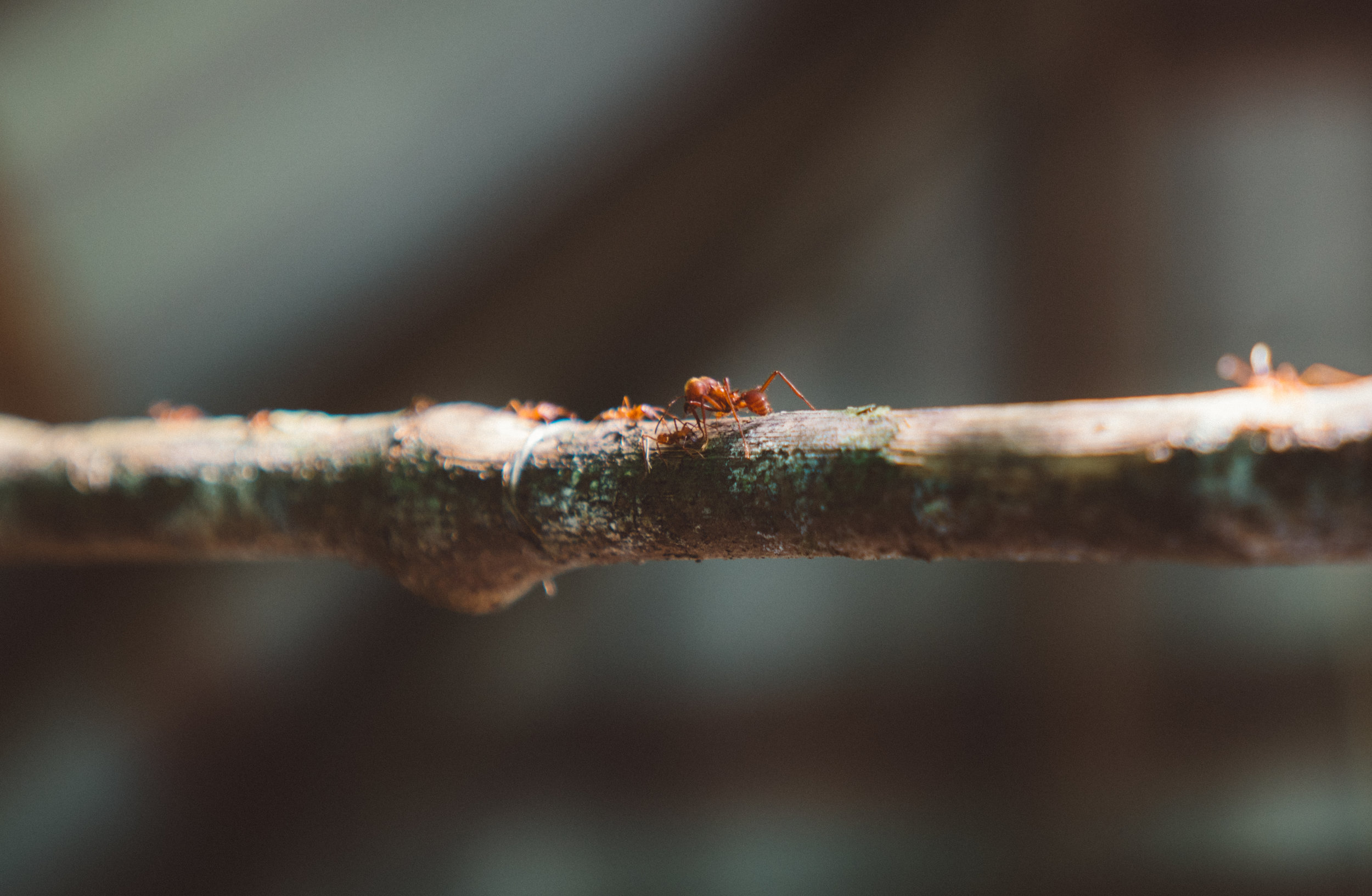 The gardens also featured a leafcutter ant colony. Here is pictured a warrior ant amongst the workers.