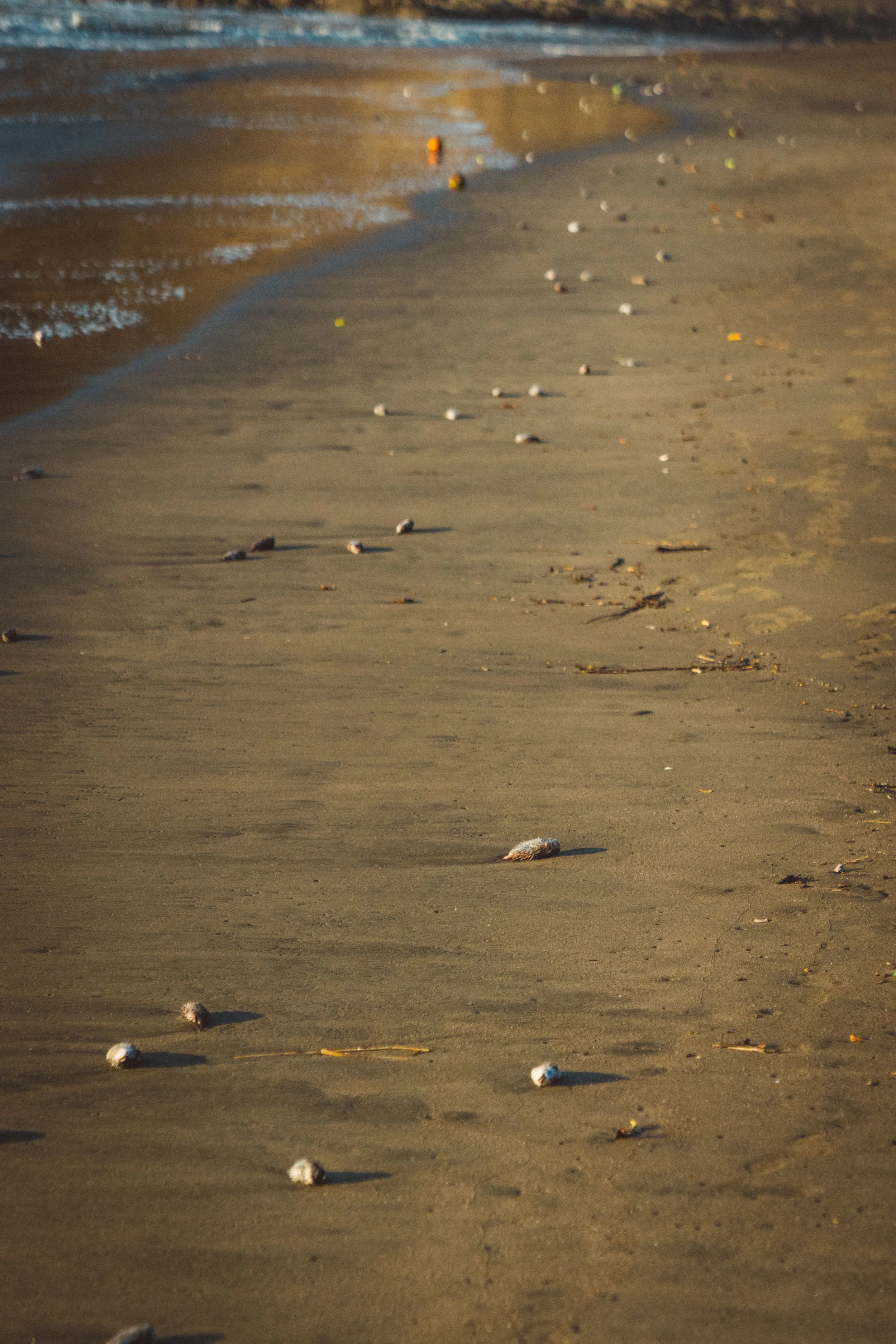 Coco beach was littered with washed up critters, many of which were puffer fish.