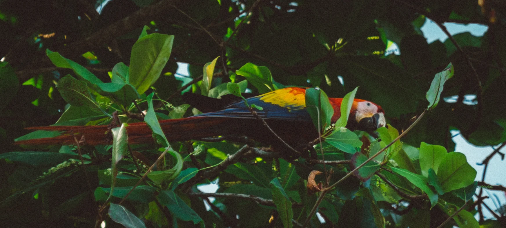 There was a fairly large amount of Scarlett Macaws that hanged around Port Jim. I had really wanted to see some while on this trip and was so stoked to finally see them up close. That said, I was really bummed with how my photos turned out.