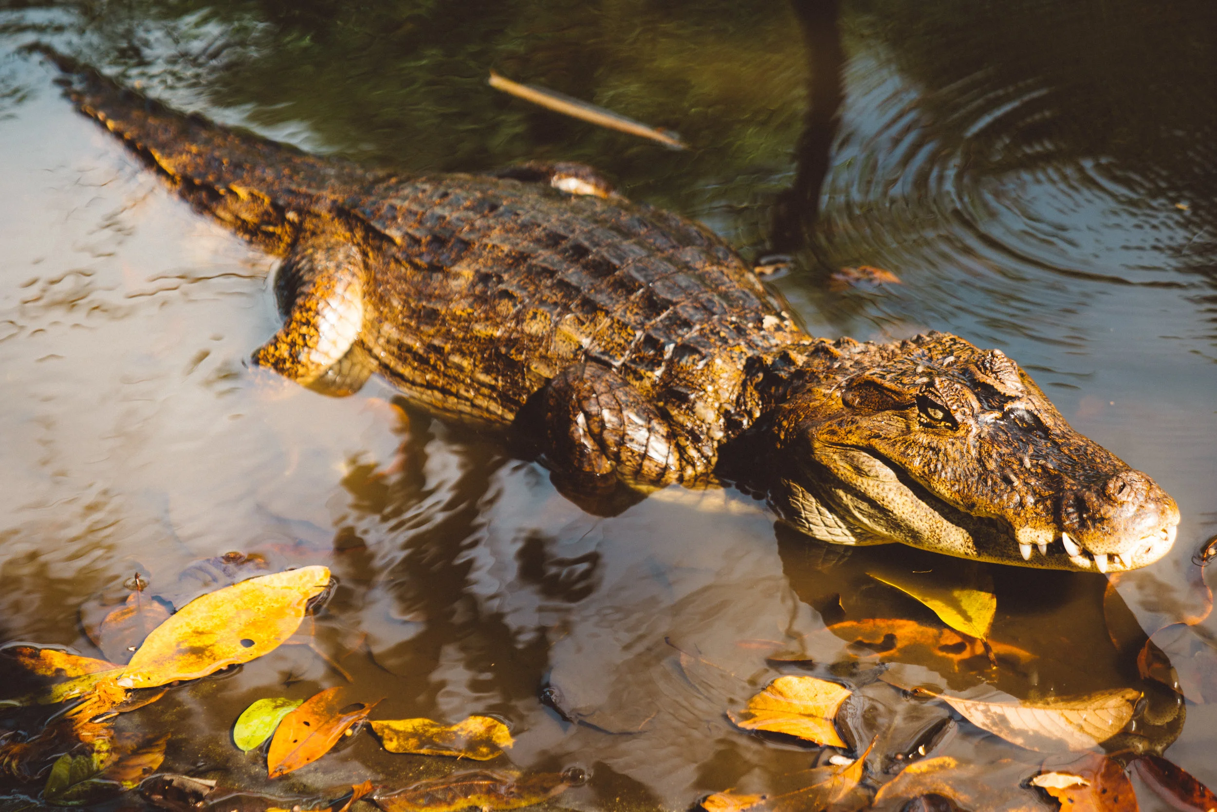 I'm not sure if this is a small crocodile or a caiman, but there was apparently five living in the small pond/swamp on the campground property. Pretty unreal being so close.