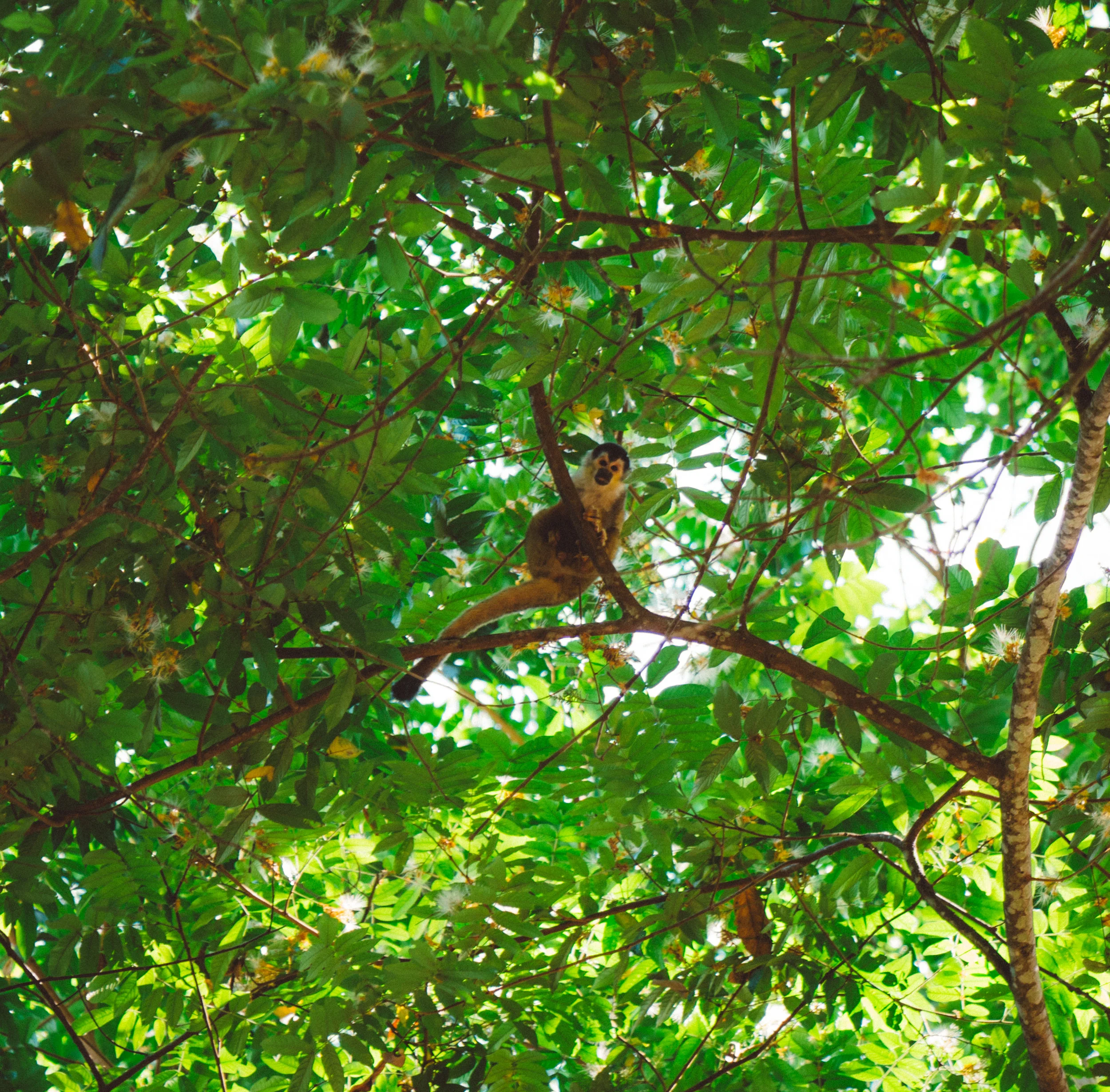 A Squirrel Monkey taking a look as his troop jumped around above us.