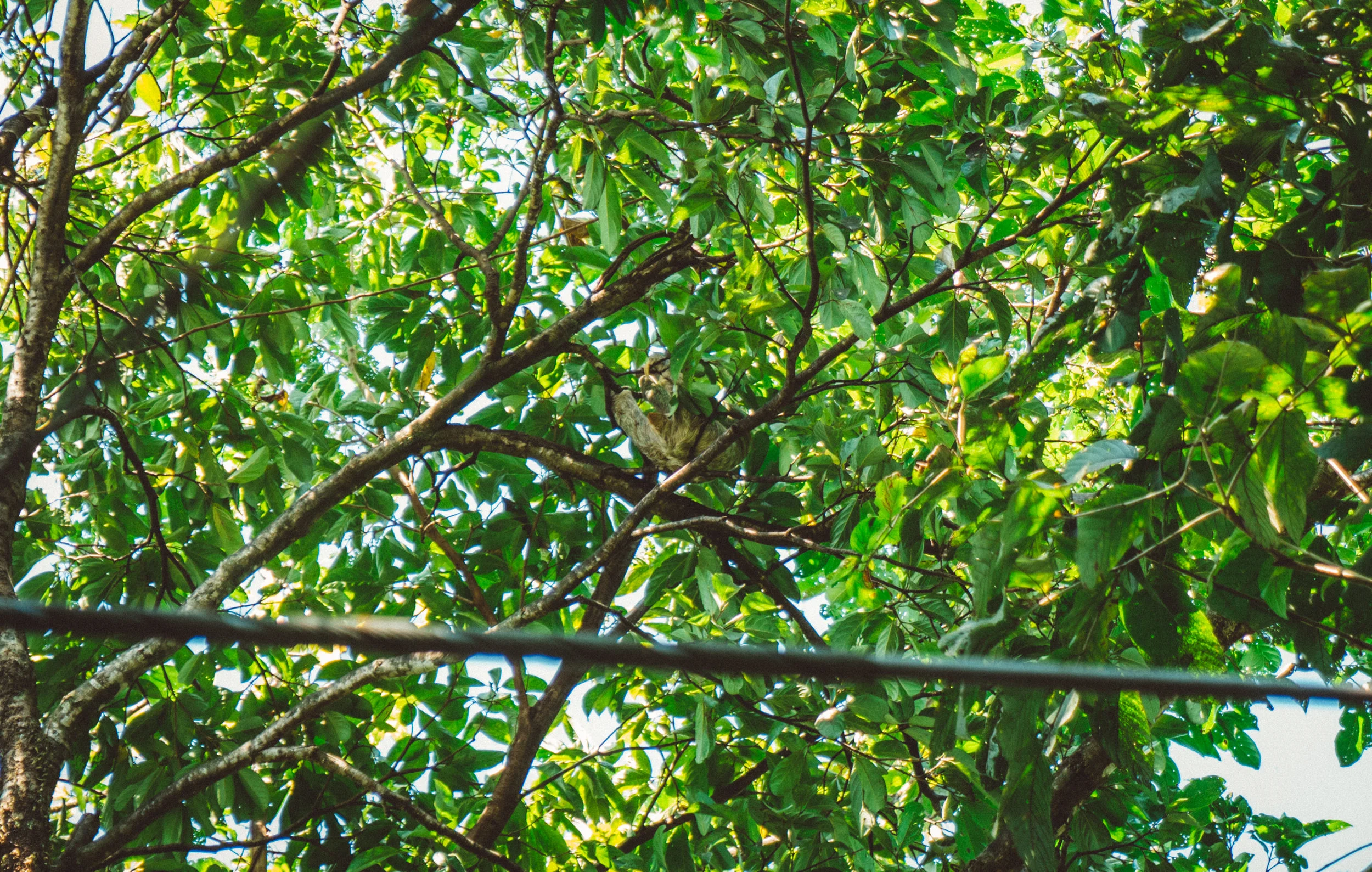 Not a great photo, but this is the first sloth I was actually able to get a good look at.